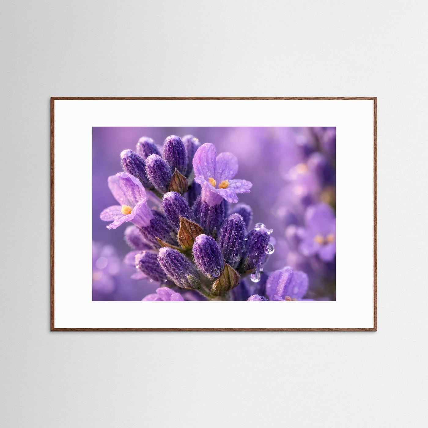 Zarte Lavendelblüten mit Tautropfen | Makro Natur Poster Querformat