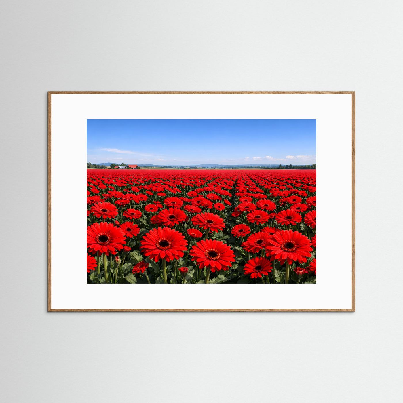Endloses Rotes Gerbera Blumenfeld | Idyllische Landschaft & Natur Poster Querformat