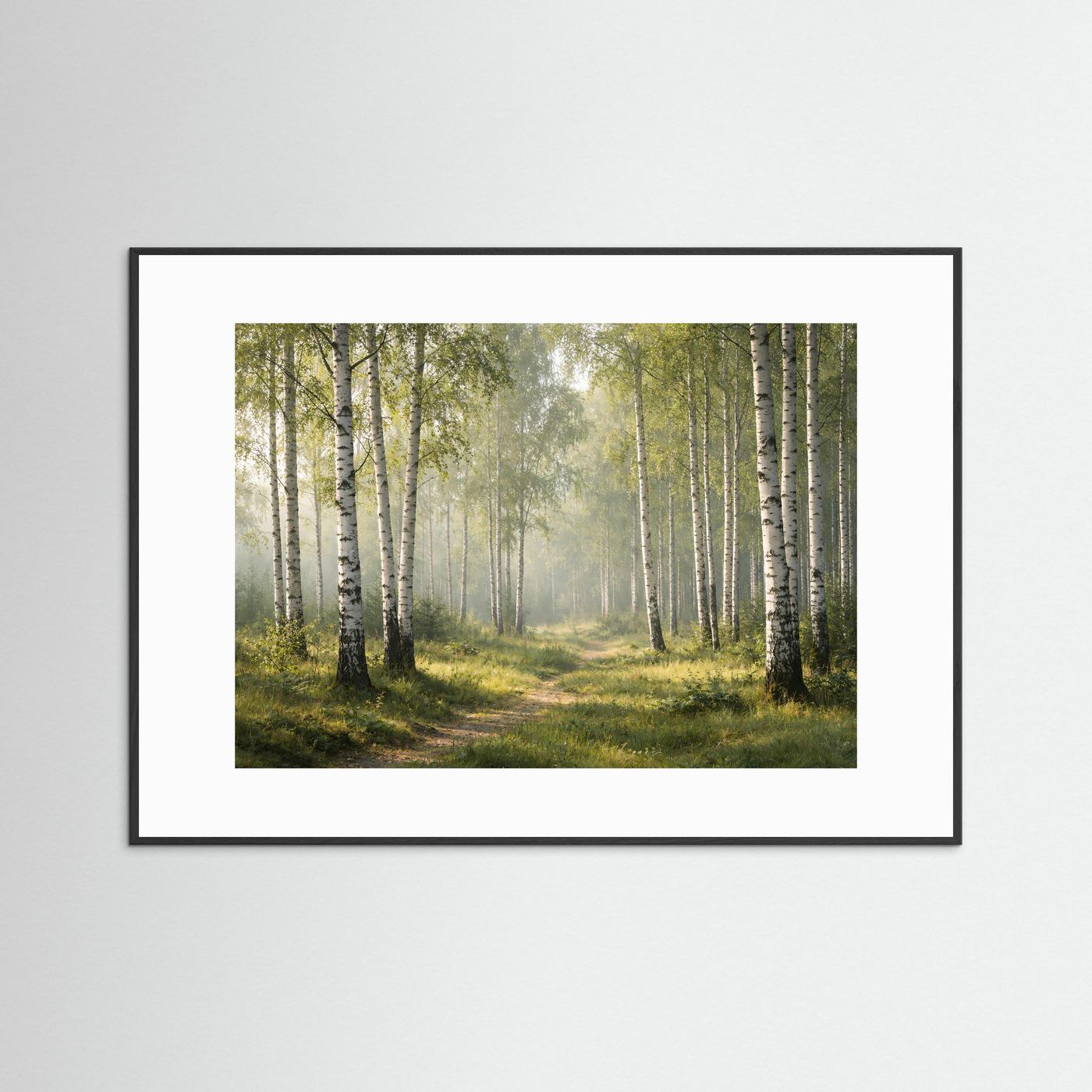Lichtdurchfluteter Birkenhain im Morgenlicht | Panorama Wald & Natur Poster Querformat