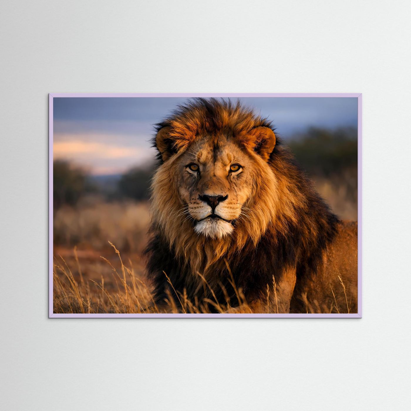 Löwen-Panorama-Poster mit violettem Rahmen, brauner Löwe mit leuchtenden Augen