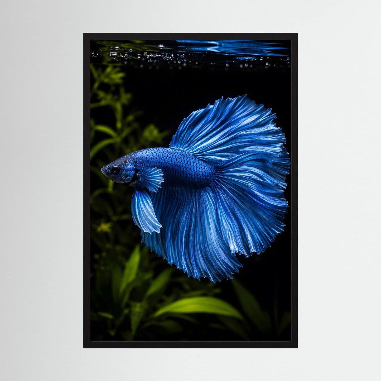 Wandposter mit blauem Kampffisch im Porträt, schwarzer Rahmen