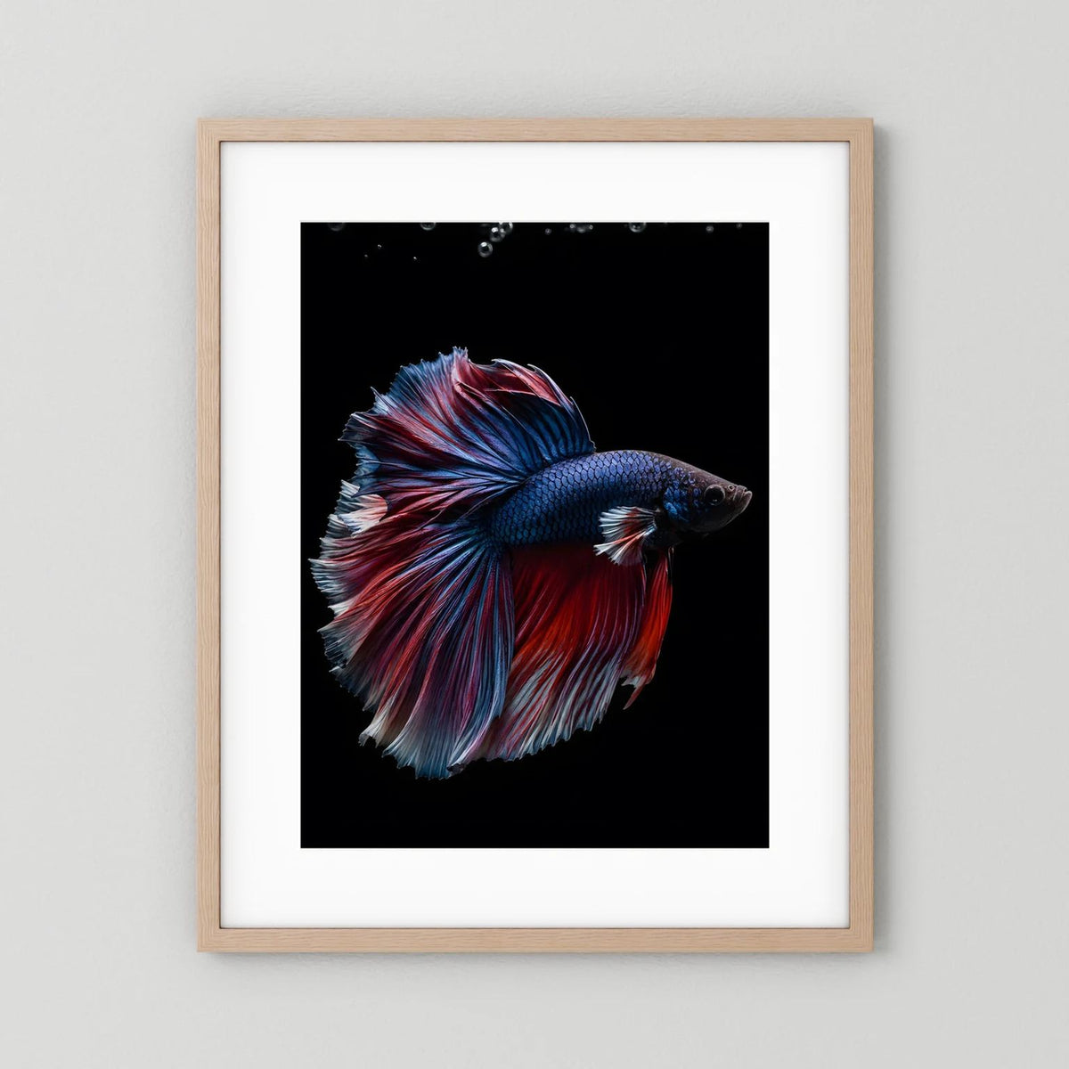 Gerahmtes Poster mit blau-rot schillerndem Kampffisch, Holzrahmen hell, Hochformat
