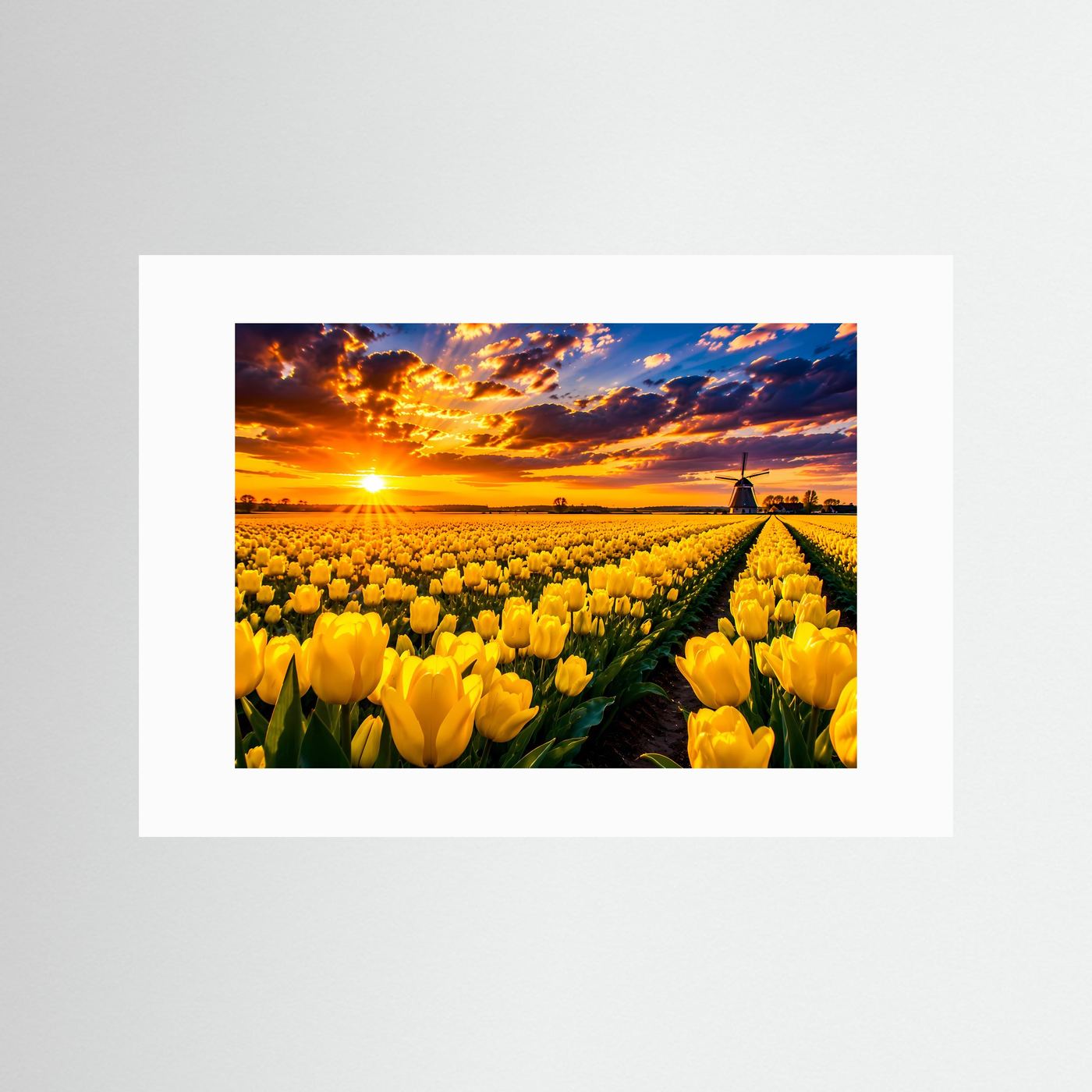 Gelbes Tulpenfeld bei Sonnenuntergang | Windmühle & Blumenlandschaft