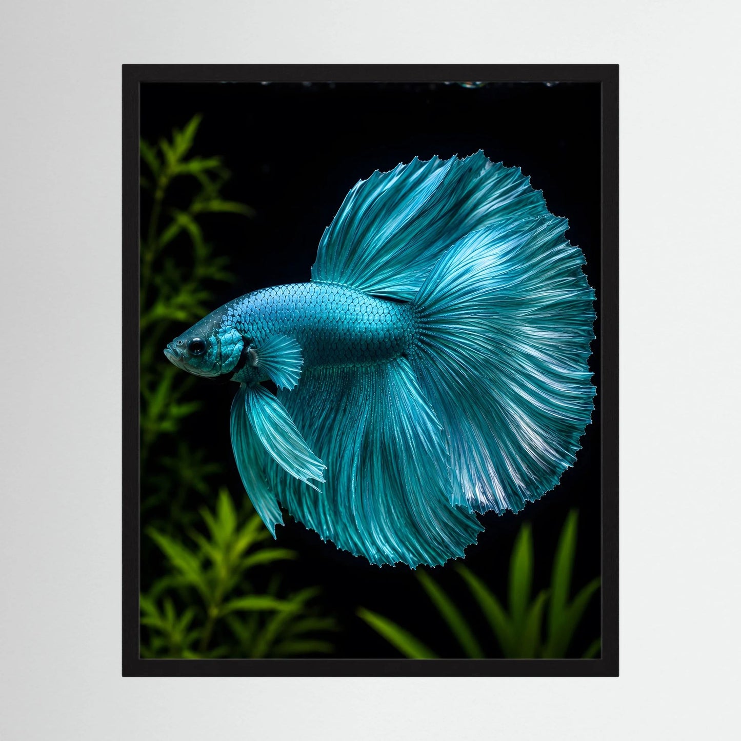 Kunstposter mit türkisfarbenem Kampffisch unter Wasser, im Wasser schwebend, Flossen radial