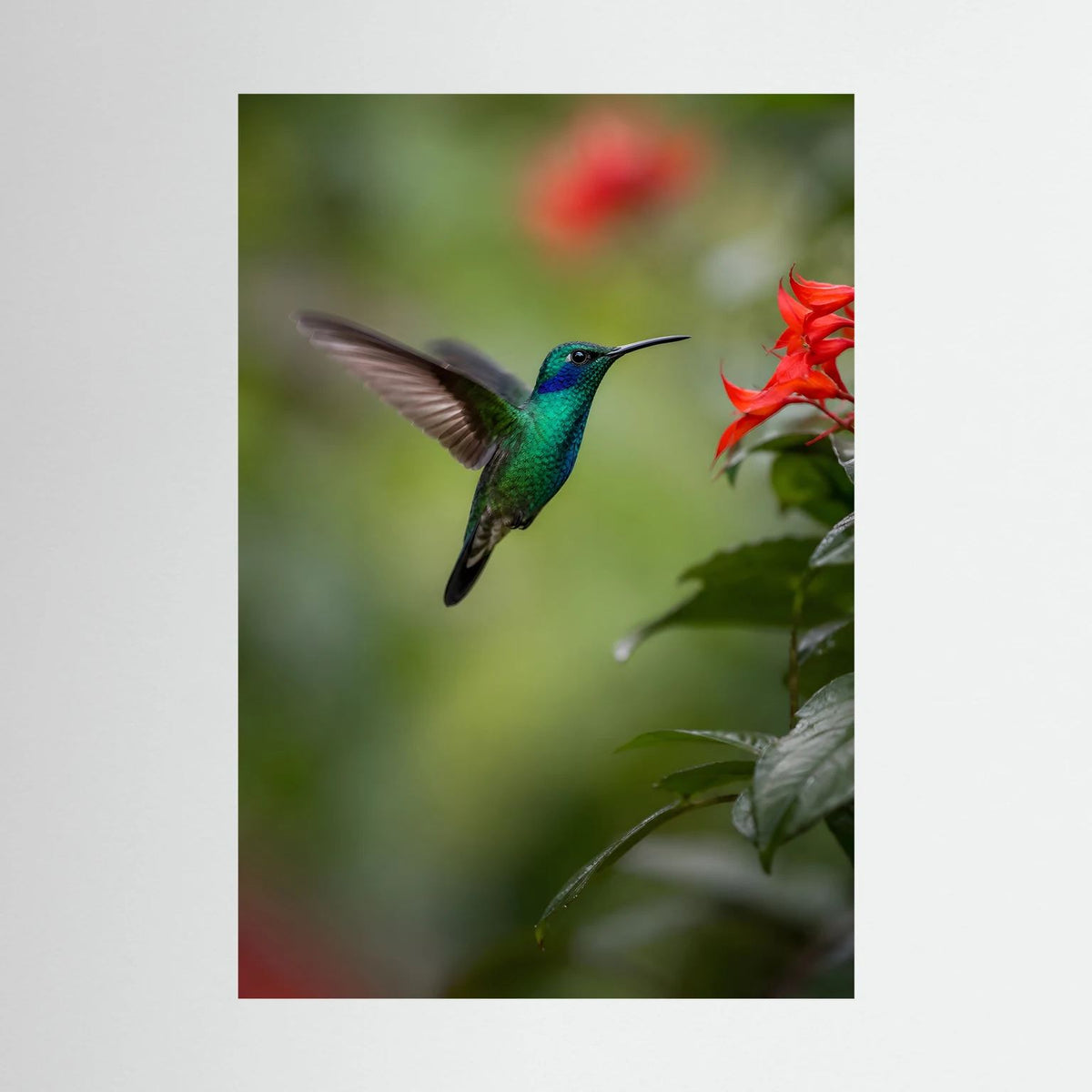 Hochformatiges Poster mit grün-blauem Kolibri im Flug und roten Blüten