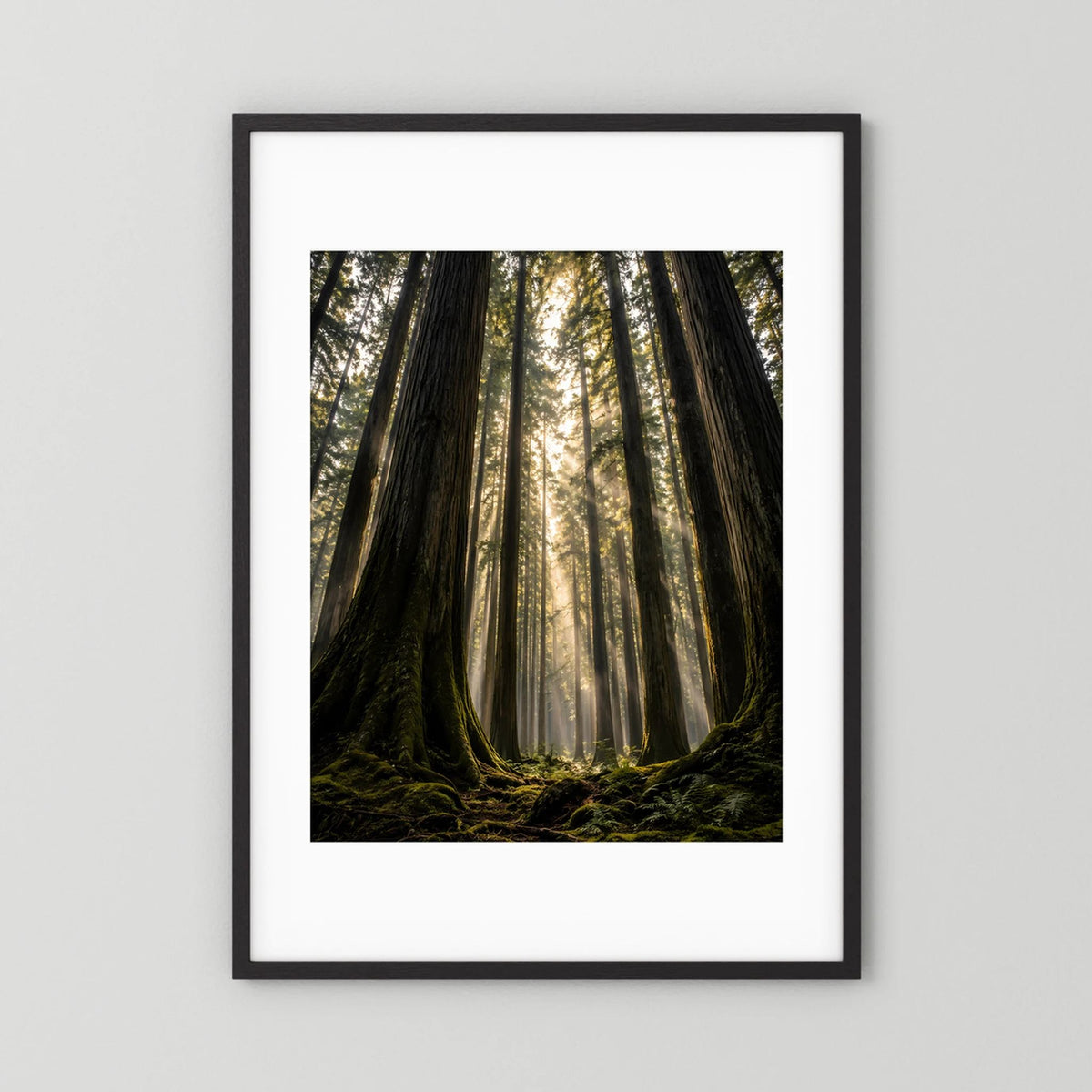 Poster im Hochformat mit schwarzem Rahmen und weißem Passepartout: Redwood-Wald