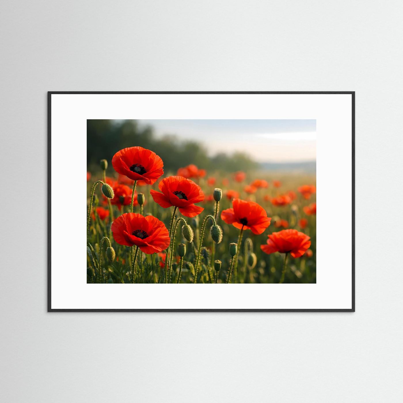 Poster im Querformat mit roten Klatschmohnblüten zwischen grünen Stängeln, Sonnenaufgang im Hintergrund