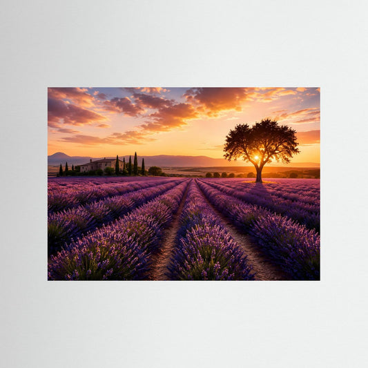 Lavendelzauber-Poster im Querformat, ohne Rahmen; Lavendelfeld und einzelner Baum bei Sonnenuntergang.