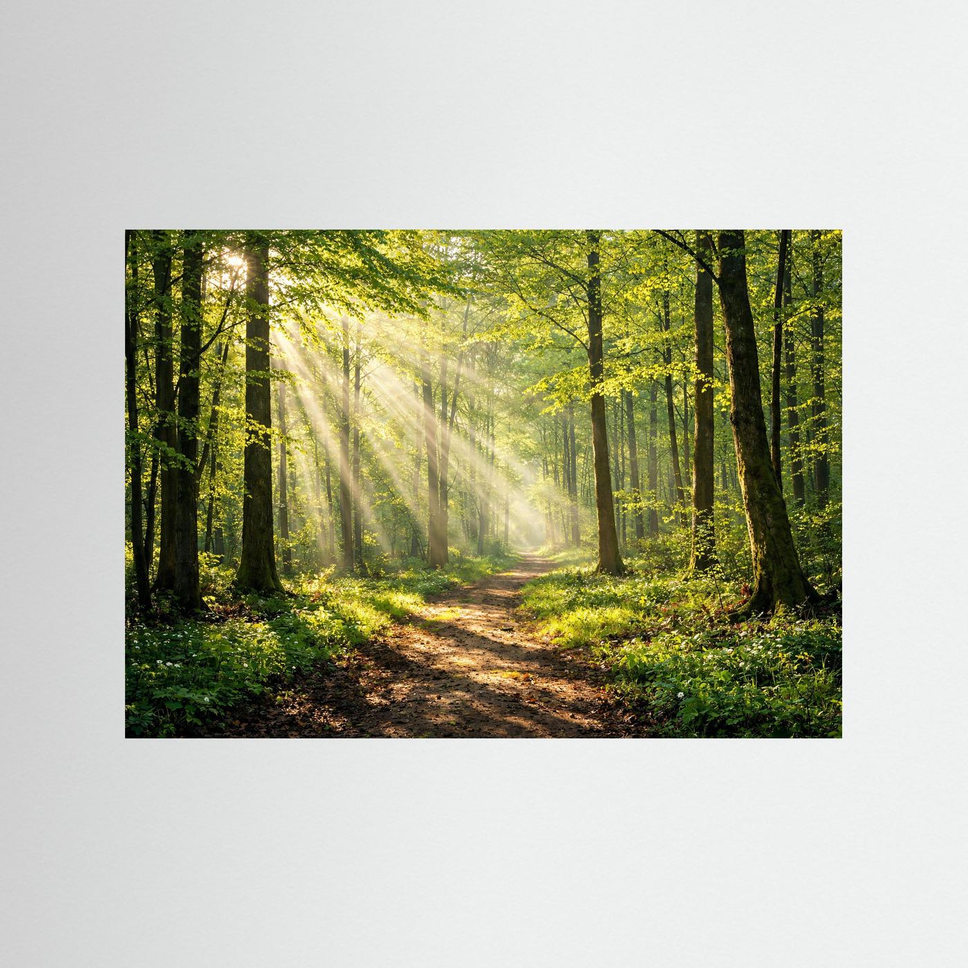 Waldposter mit Sonnenstrahlen über Waldweg, schwarzer Rahmen