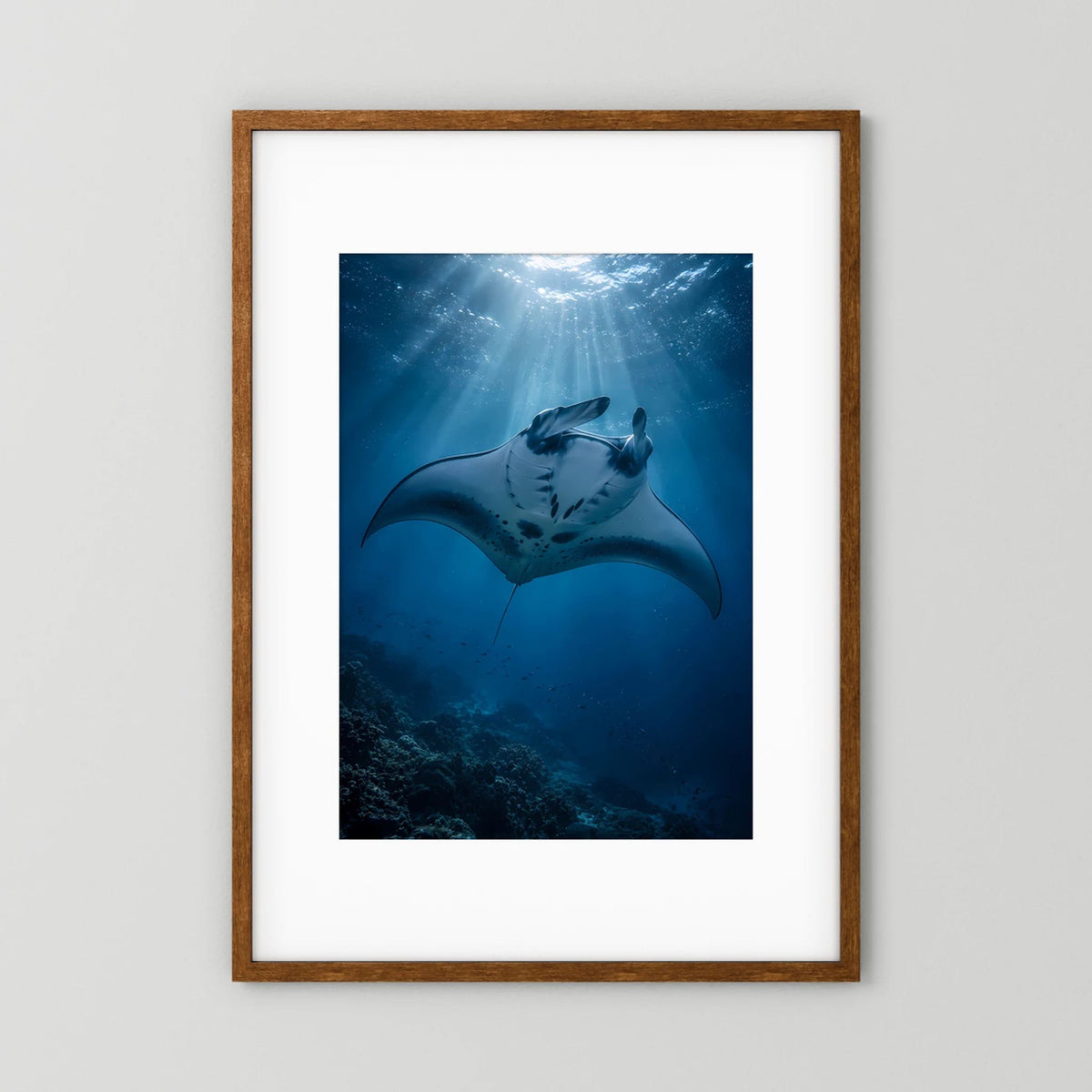 Poster mit Mantarochen im tiefblauen Ozean, Holzrahmen und weißem Rand