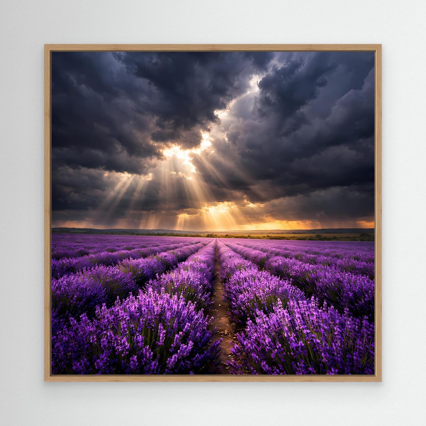 Leinwandbild Lavendelfeld mit Lichtstrahlen und Sonnenaufgang im Holzrahmen (Eiche)