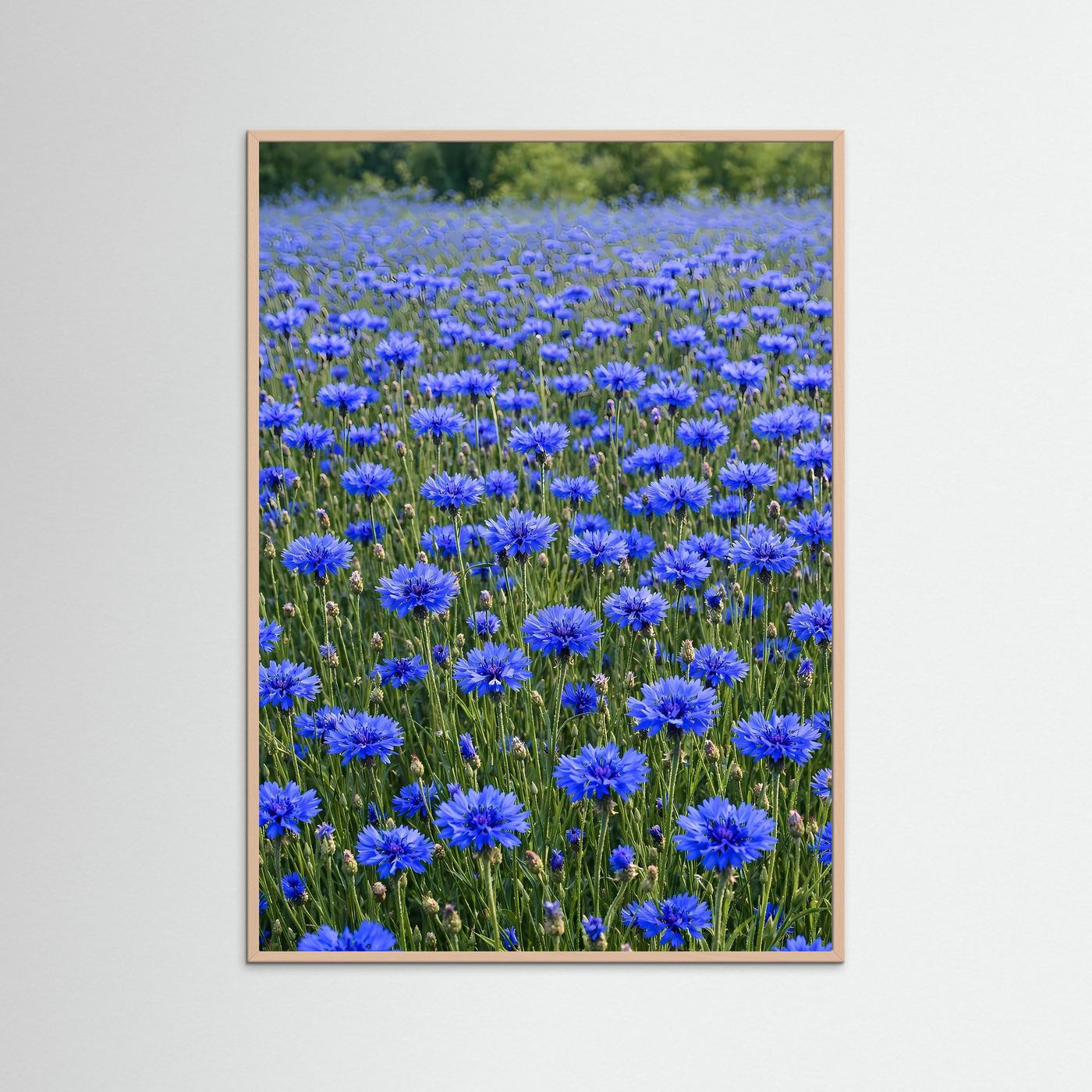 Leinwandbild mit blauem Kornblumenfeld und rosafarbenem Holzrahmen