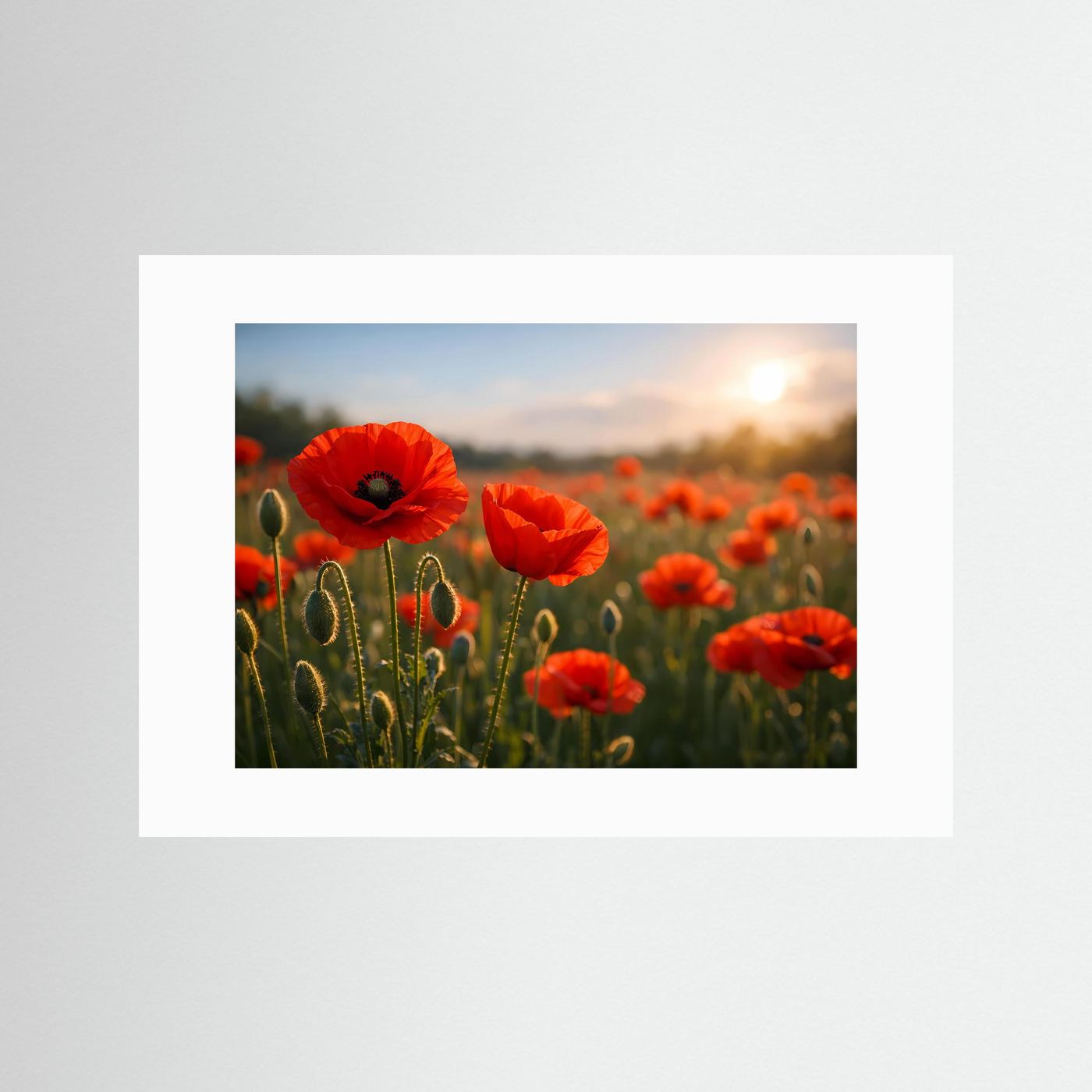 Blumenposter mit roten Mohnblumen im Sonnenuntergang, weißer Passepartout