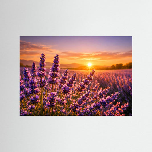Panorama-Poster mit violettem Rahmen: Lavendelfelder bei Sonnenuntergang, Querformat