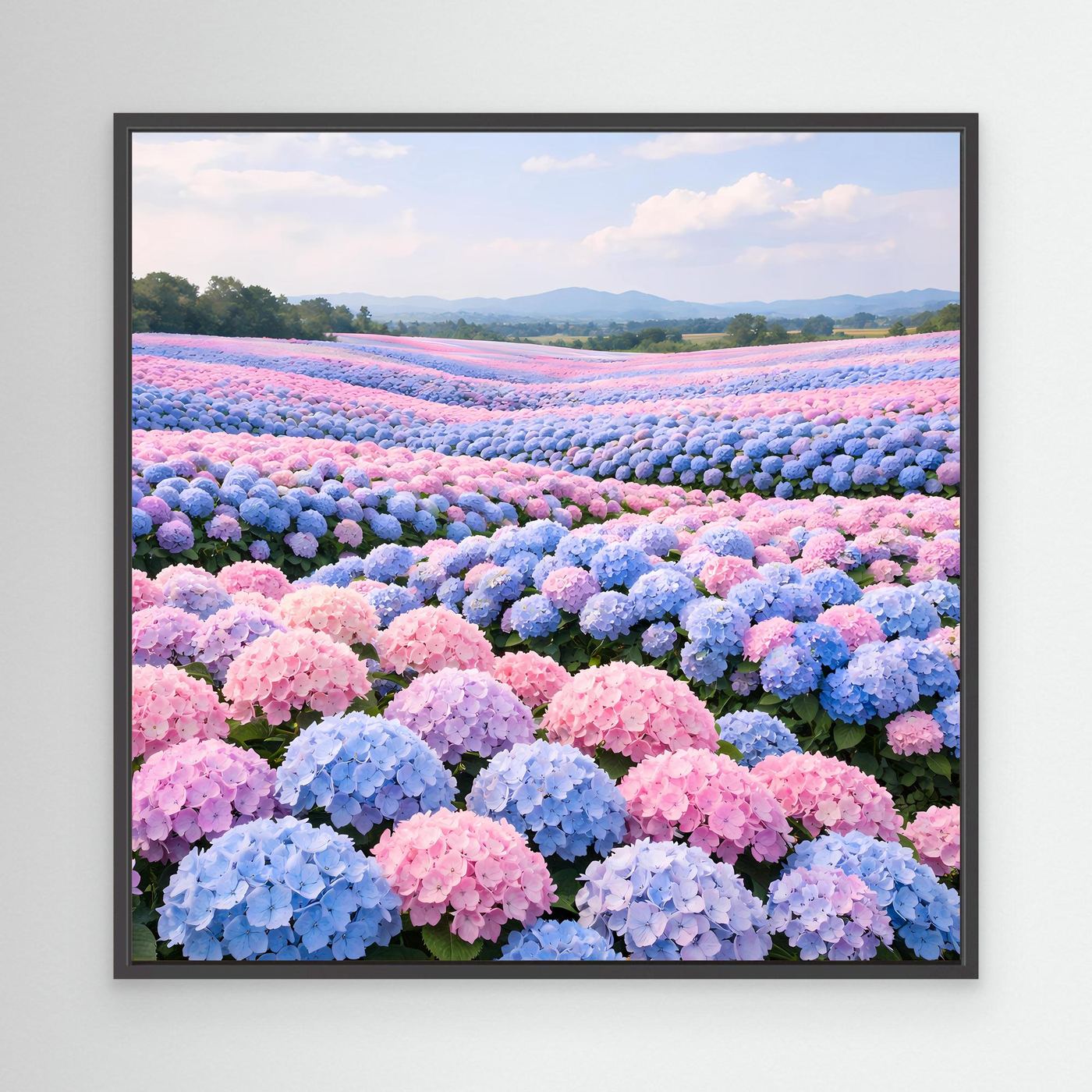 Leinwandbild mit Hortensienfeld in Rosa und Blau, schwarz gerahmt