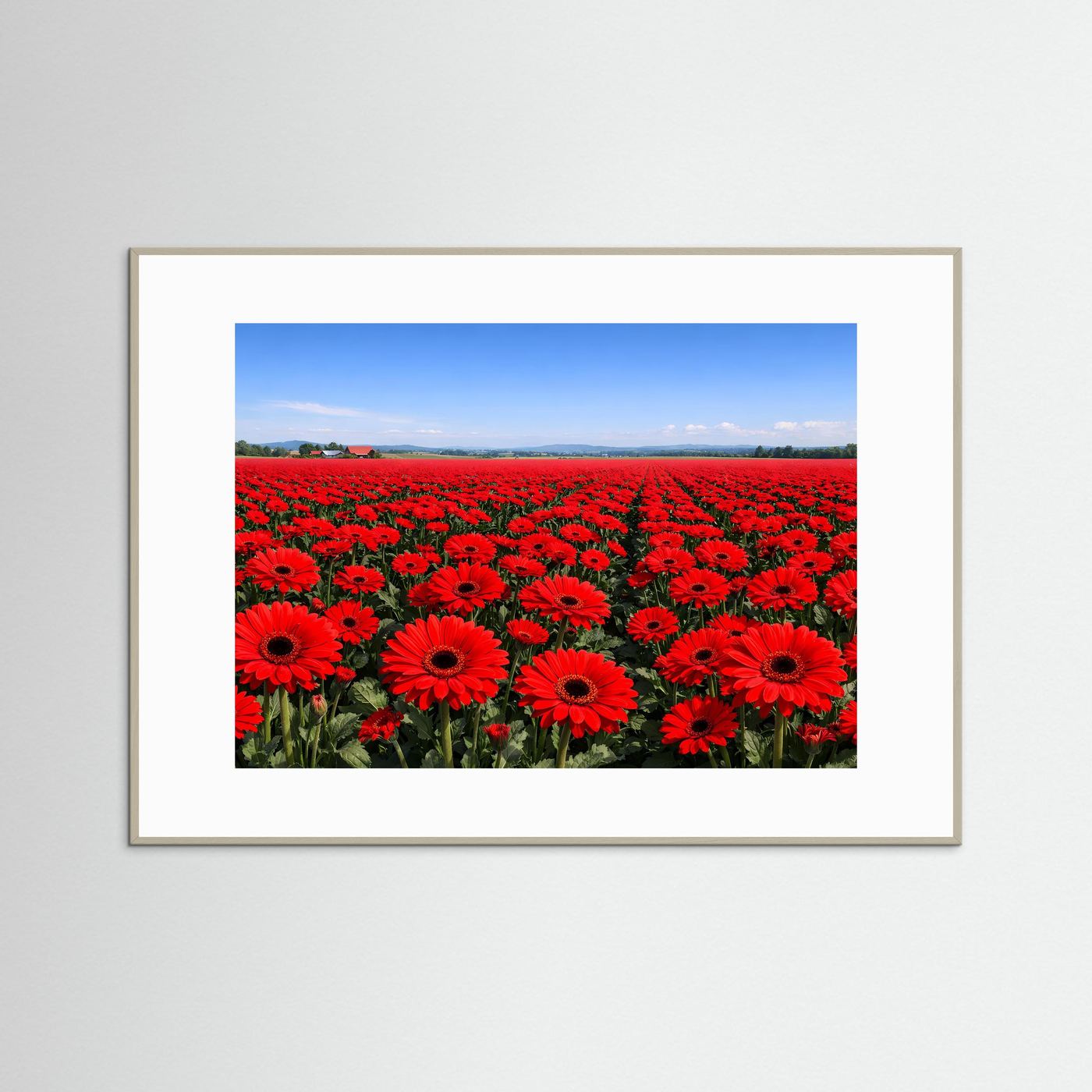 Endloses Rotes Gerbera Blumenfeld | Idyllische Landschaft & Natur Poster Querformat