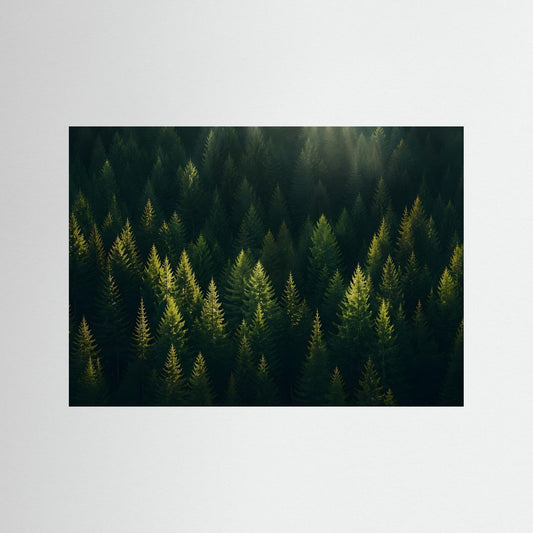Naturposter mit dunklem Nadelwald im Sonnenlicht, Querformat