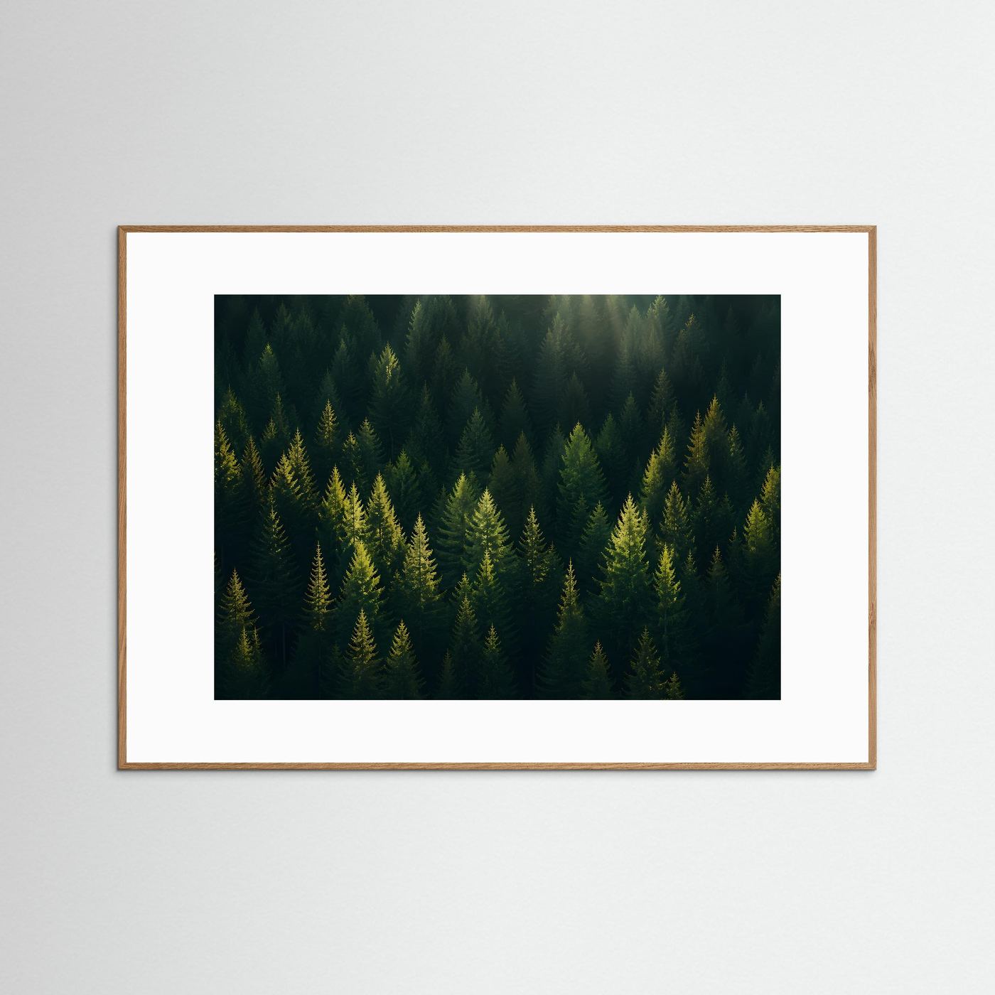 Mystischer Nadelwald im Sonnenlicht | Panorama Wald & Natur Poster Querformat