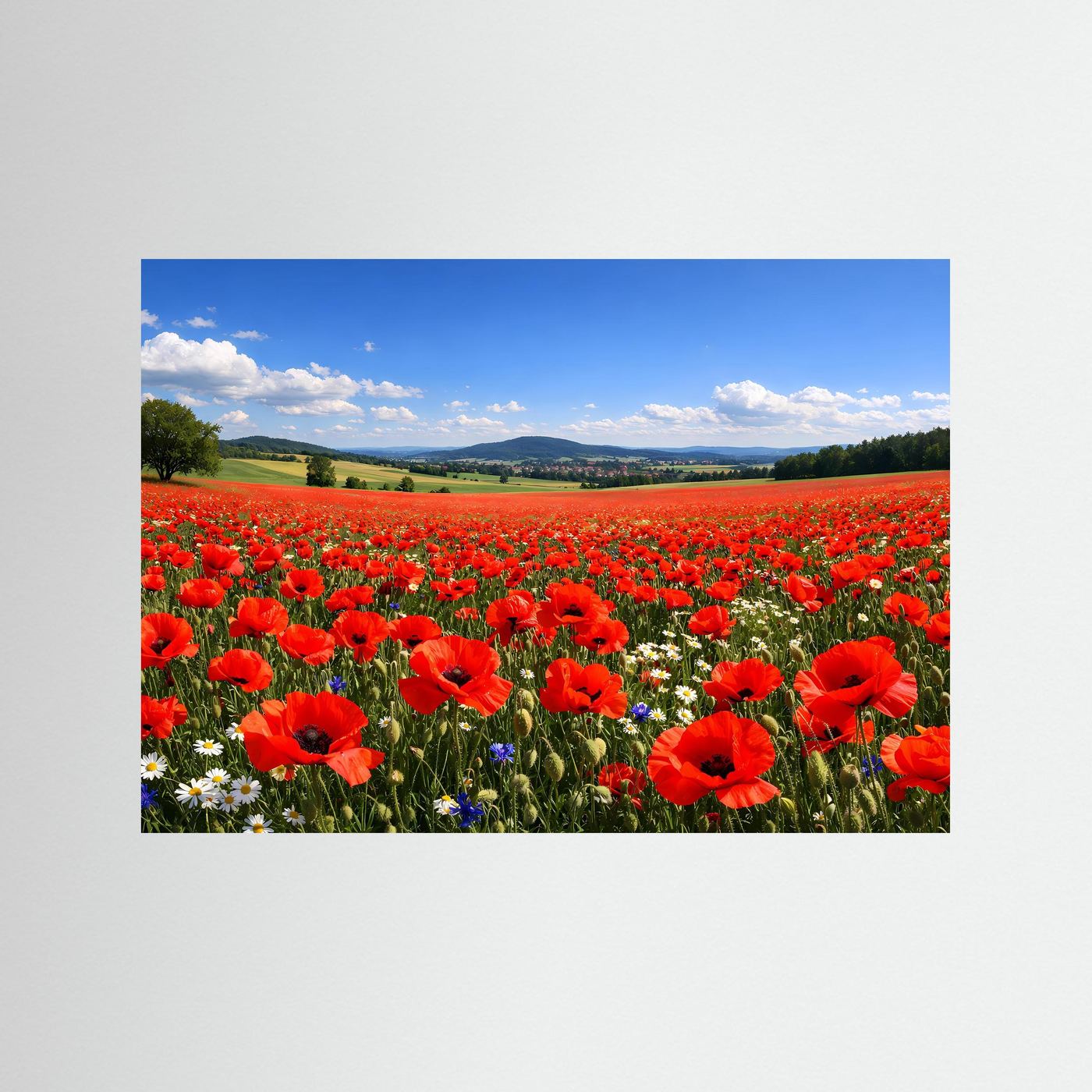 Leuchtendes Mohnblumenfeld im Sonnenschein | Sommer & Natur Poster Querformat