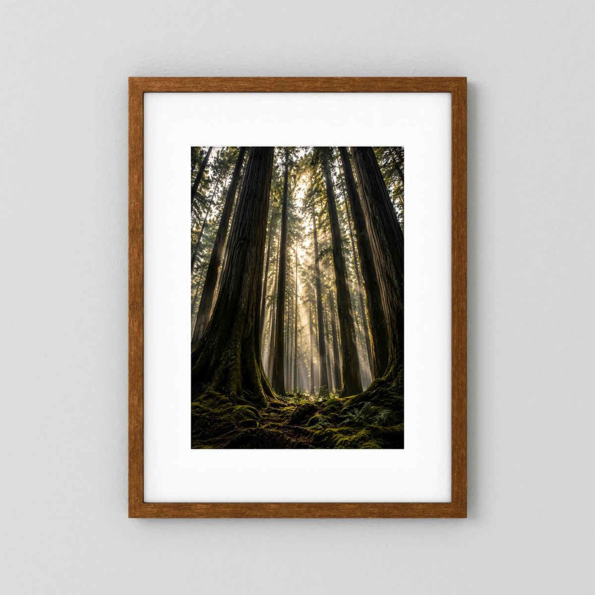 Poster im Hochformat mit braunem Holzrahmen: Redwood-Wald und Licht im Waldgang