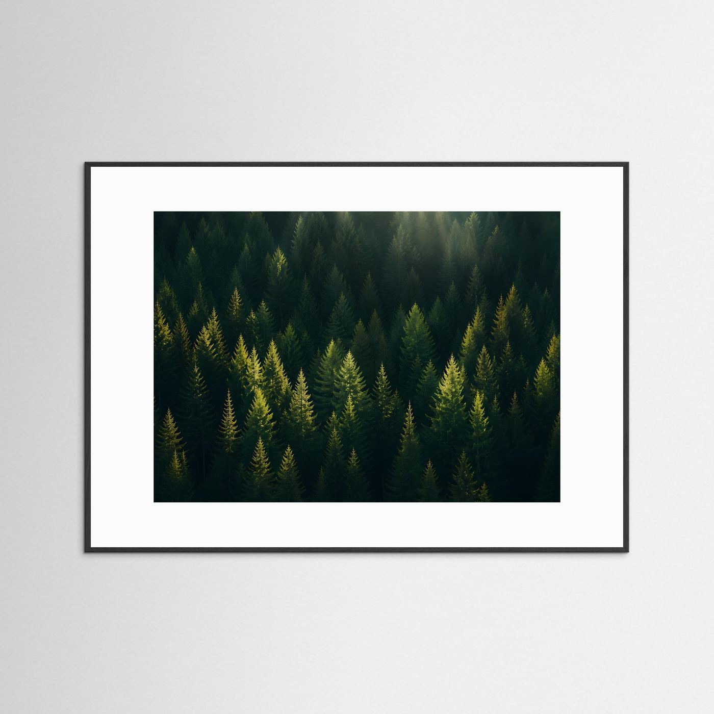 Mystischer Nadelwald im Sonnenlicht | Panorama Wald & Natur Poster Querformat
