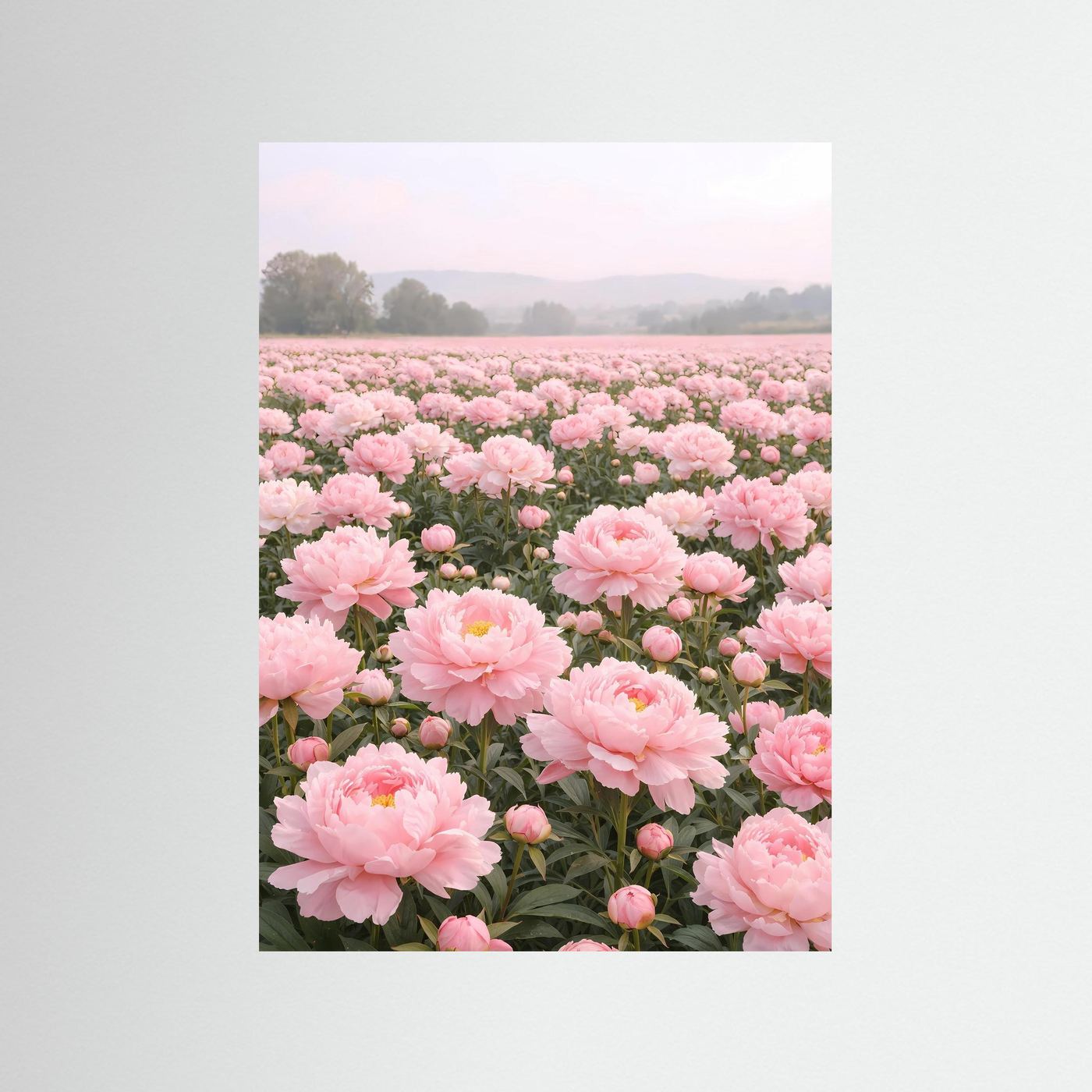 Poster Pfingstrosenfeld im Morgendunst | Rosa Blumenwiese Wandbild