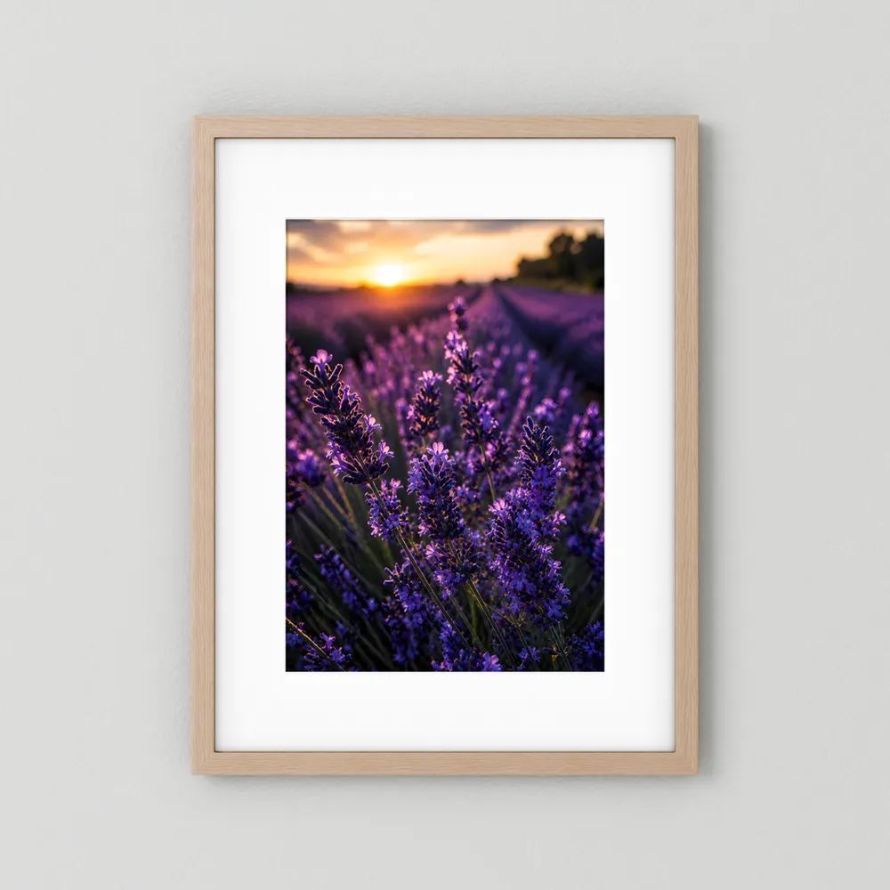 Lavendel-Poster mit violetten Blüten im Abendlicht, im hellen Holzrahmen mit weißem Rand