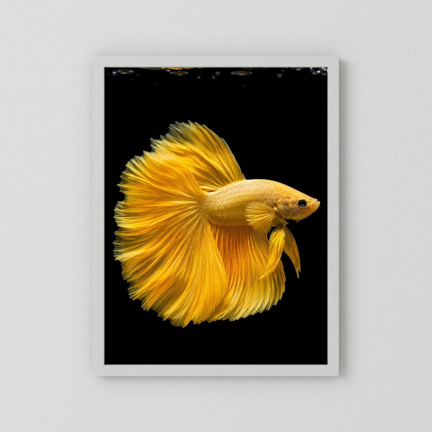 Kunstposter mit goldenem Kampffisch und gelben Flossen im weißen Rahmen