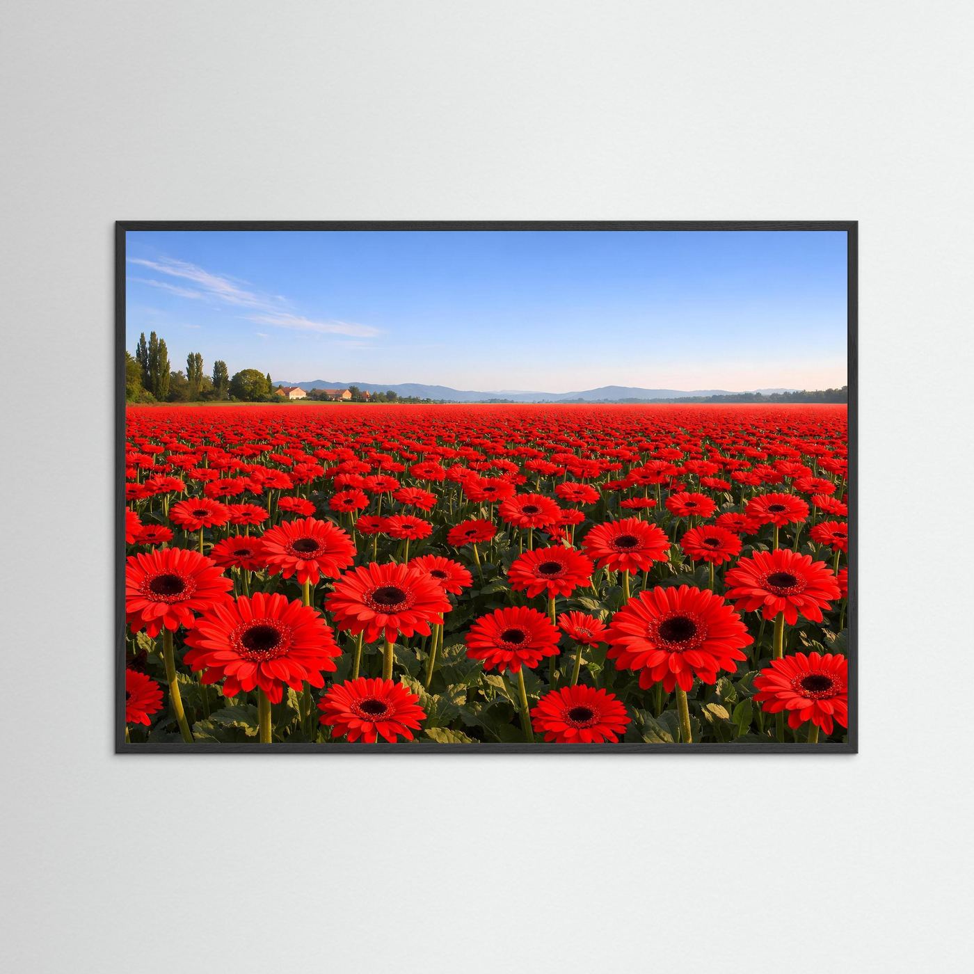 Leuchtendes Gerbera Blumenfeld | Rotes Blütenmeer & Natur Poster Querformat
