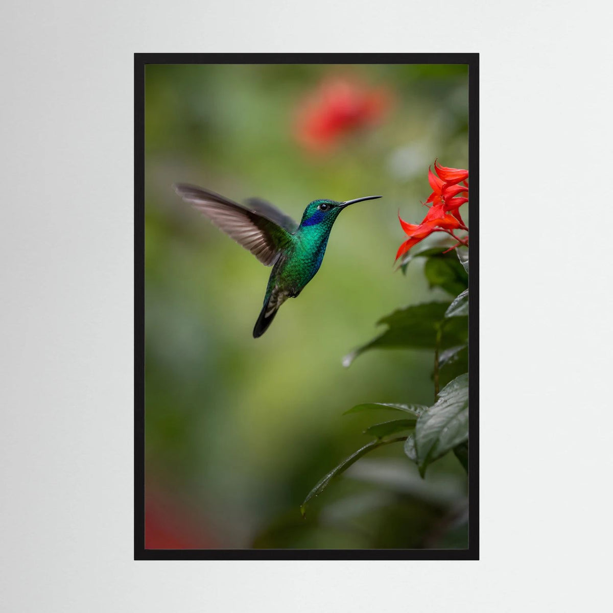 Wandposter mit grünem Kolibri im Flug und roten Blüten, schwarzer Rahmen