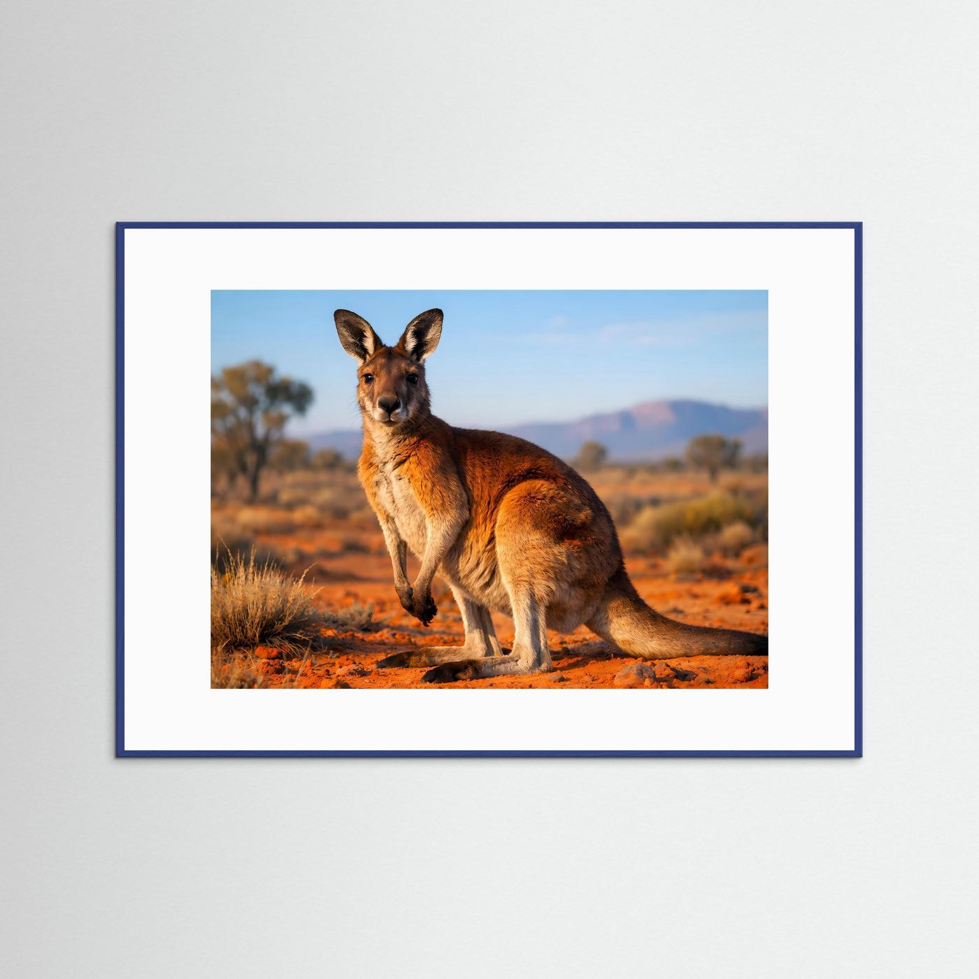 Wildtierposter mit Känguru im Sitzen, horizontal, blauer Rahmen