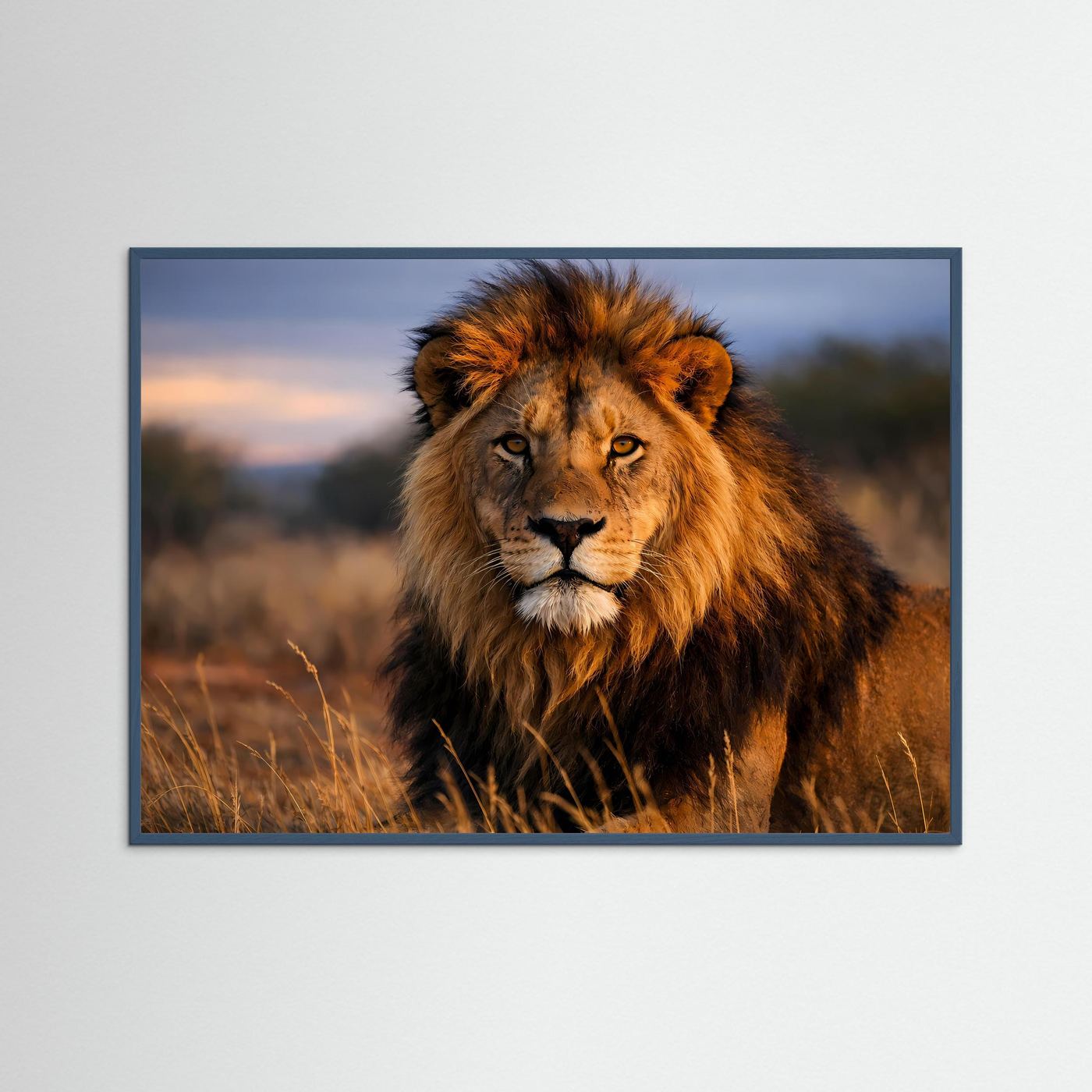 Löwen-Panorama-Poster mit dunklem Rahmen, bräunlicher Löwe im warmen Licht