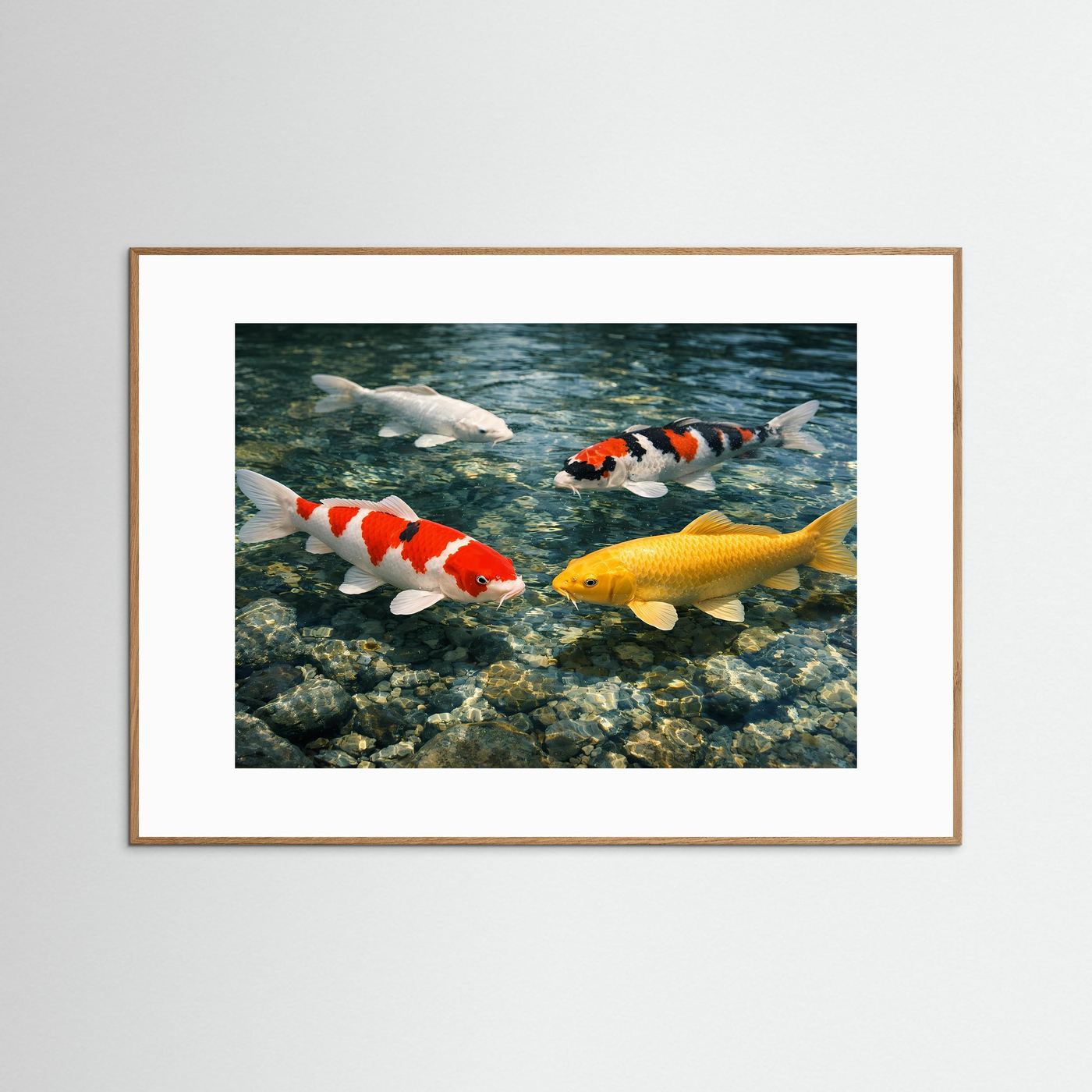 Poster mit Koi-Karpfen im glasklaren Teich, naturbraun gerahmt