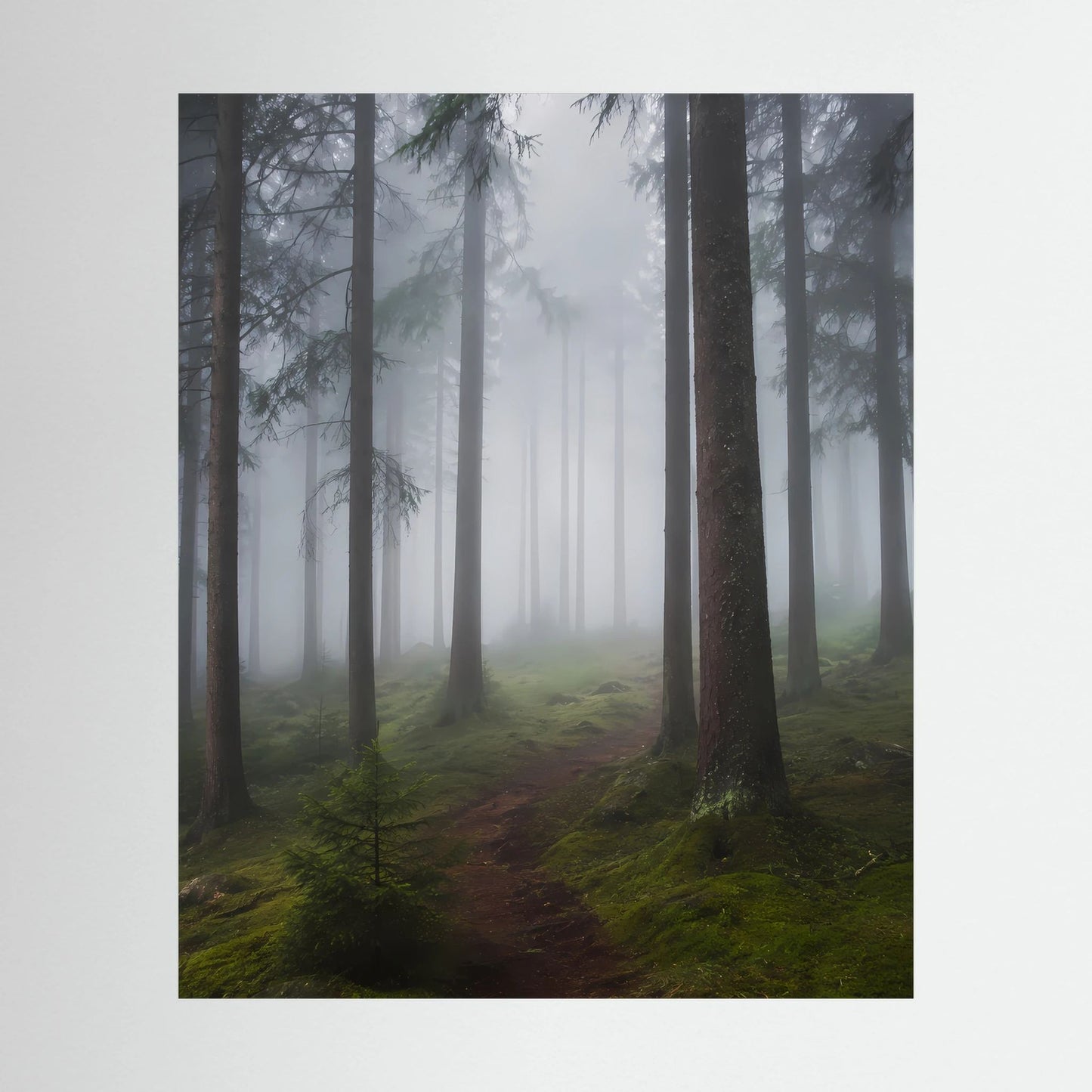 Hochformat-Poster mit Nebelwald und Waldweg zwischen hohen Tannen