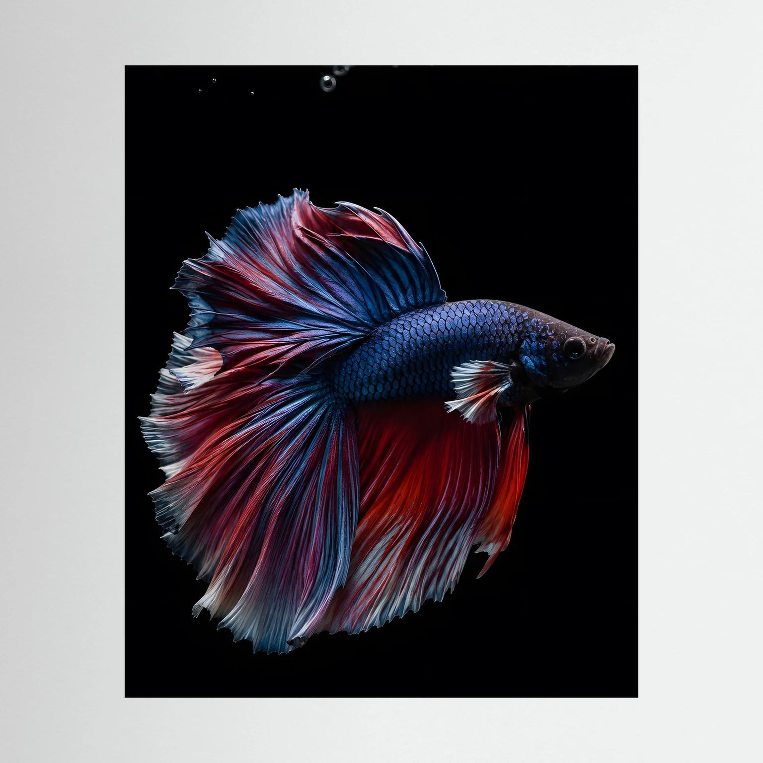 Poster im Hochformat mit blau-rot schillerndem Kampffisch auf schwarzem Hintergrund
