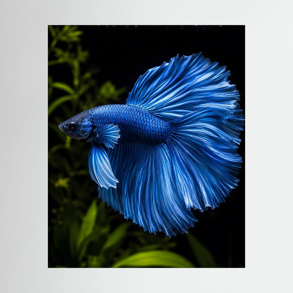 Wandposter: blauer Betta-Kampffisch im Profil, schwarzer Rahmen, Hochformat