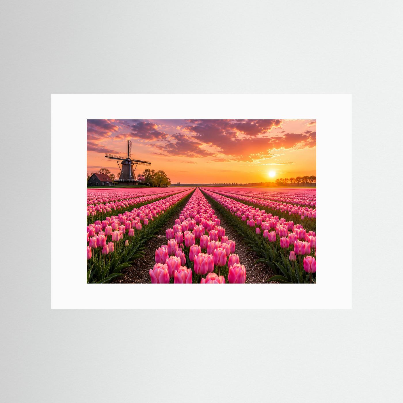 Tulpenfeld Poster Querformat | Rosa Tulpen mit Windmühle im Sonnenuntergang