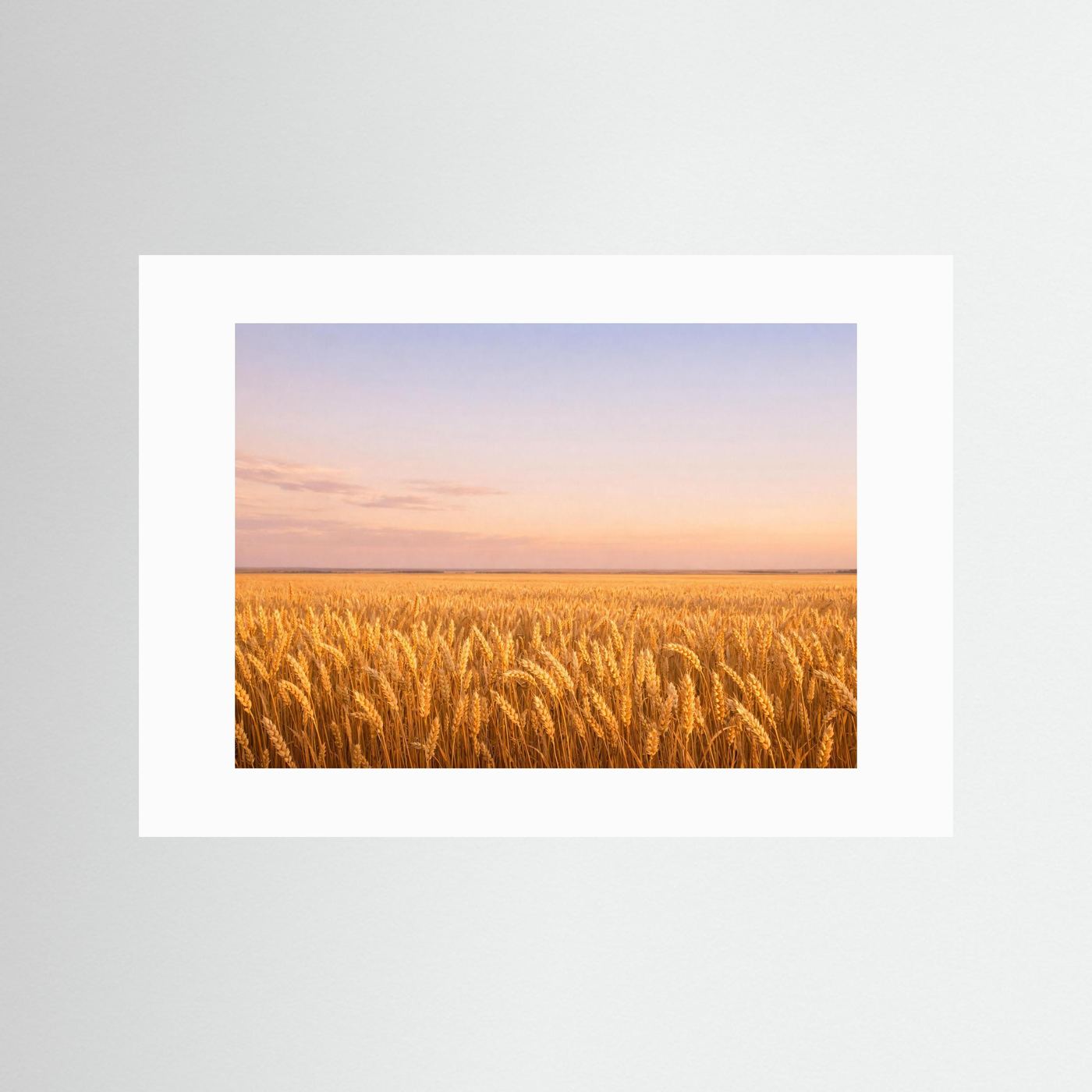 Wandbild mit goldenem Weizenfeld bei Sonnenuntergang im weißen Passepartout