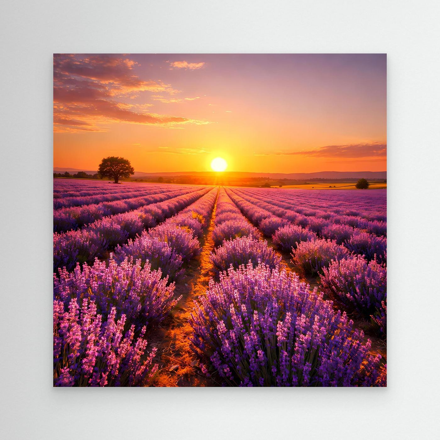 Leinwandbild mit Lavendelfeld in Violett und goldenem Sonnenuntergang, ohne Rahmen