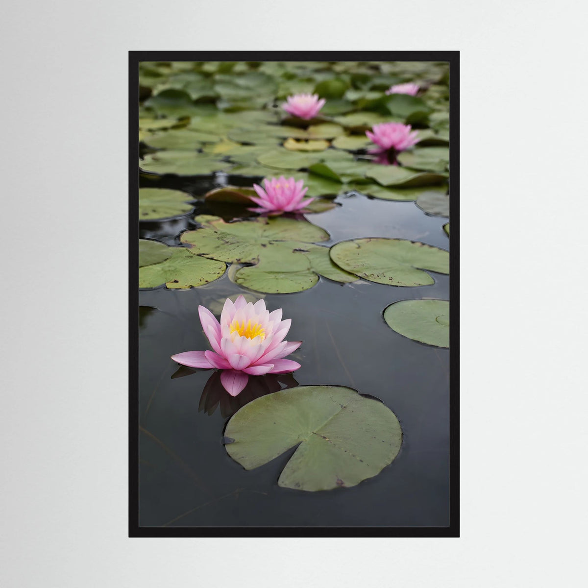 Kunstposter mit Seerosen im Teich, schwarzer Rahmen, rosa Blüten auf Wasser