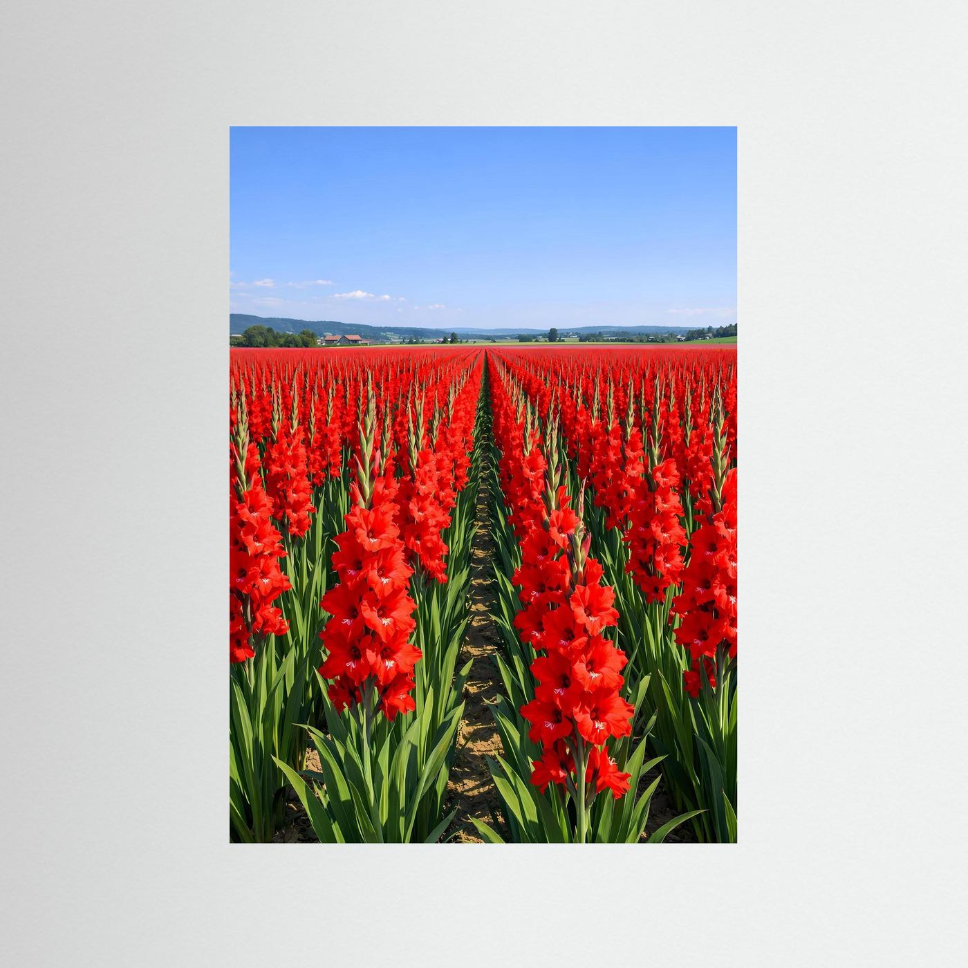 Poster Gladiolenfeld in Zinnoberrot | Symmetrisches Blumenwiese Wandbild
