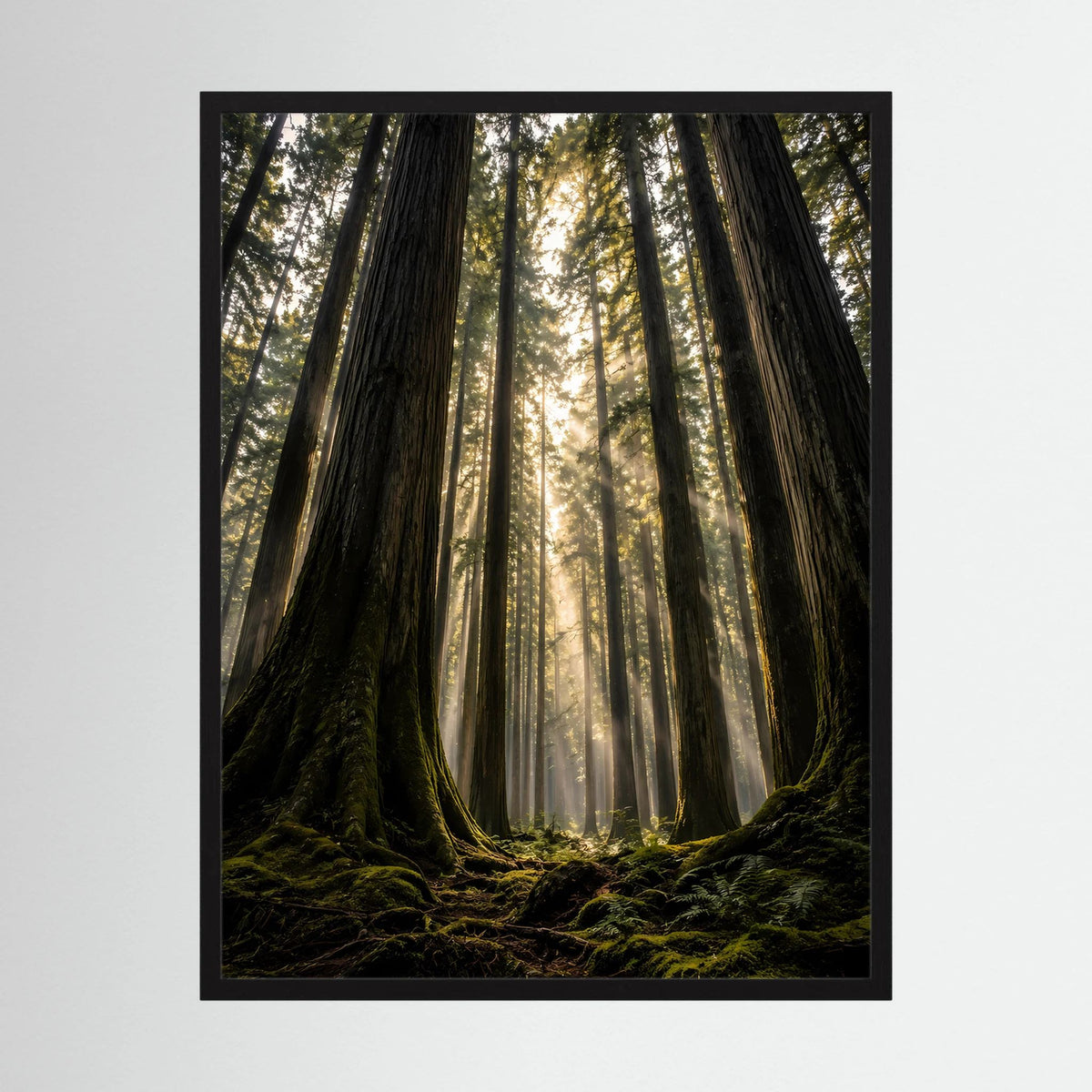 Hochformat-Poster mit dunklem Redwood-Wald und Sonnenstrahlen, schwarzer Rahmen