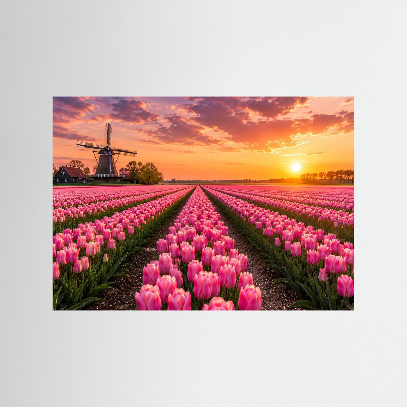 Tulpenfeld Poster Querformat | Rosa Tulpen mit Windmühle im Sonnenuntergang