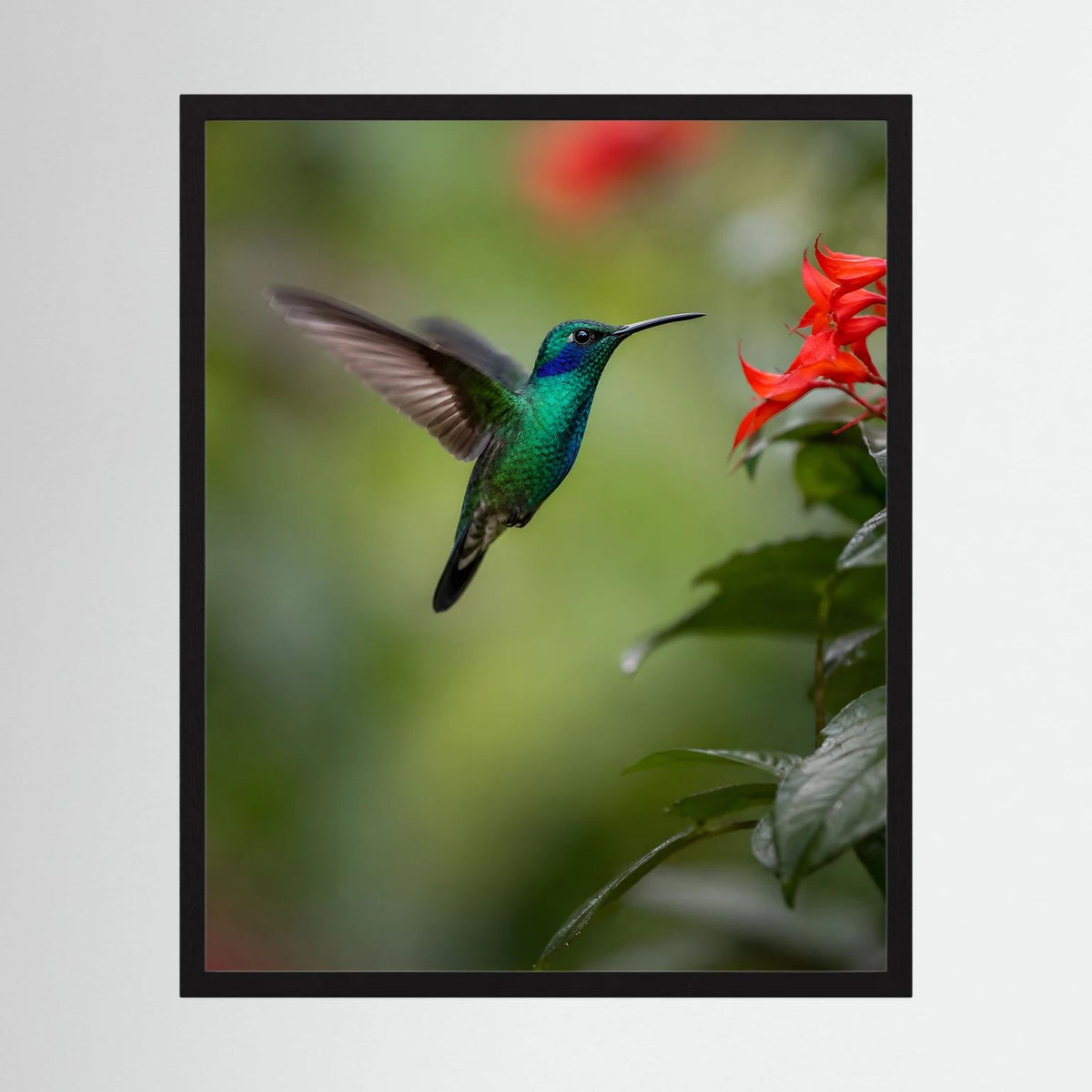 Wandbild mit schwarzem Rahmen: Kolibri im Flug und rote Blüten