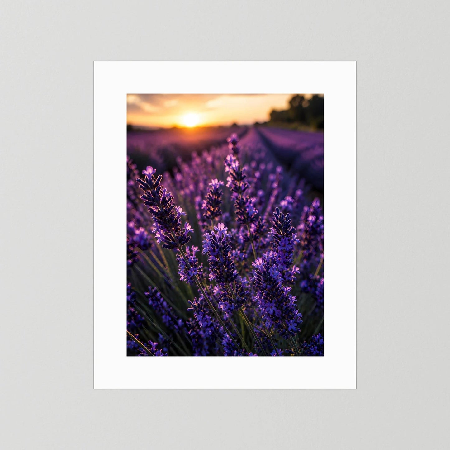 Lavendel-Poster mit violetten Blüten im Abendlicht, mit weißem Rand