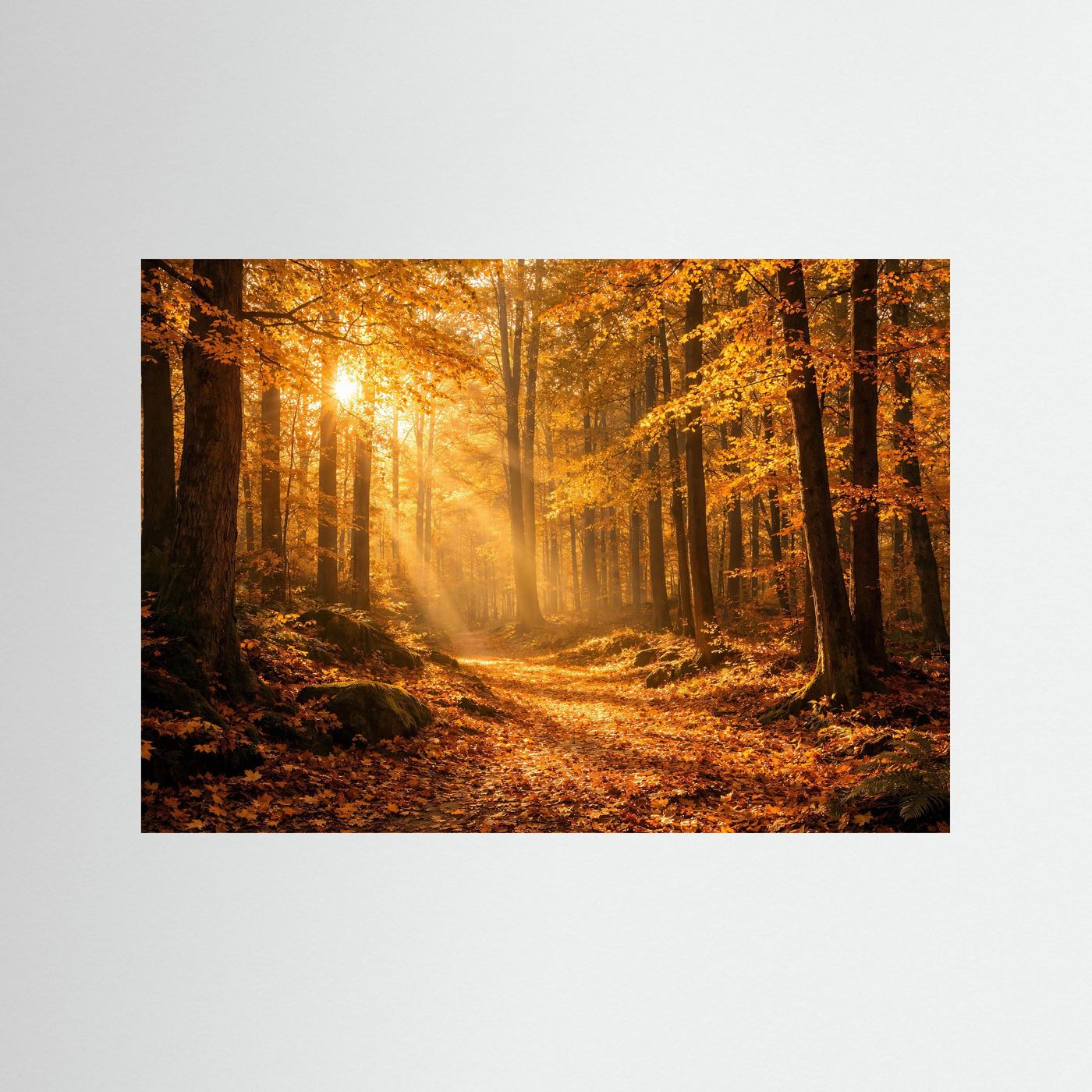 Goldener Herbstwald im Sonnenlicht | Panorama Wald & Natur Poster Querformat