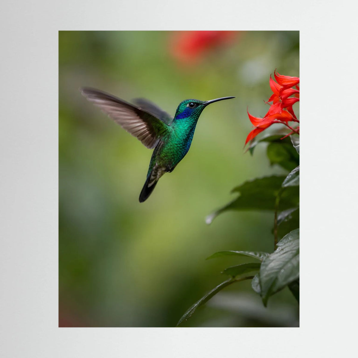 Hochformatiges Poster mit grün-blauem Kolibri im Flug und roten Blüten