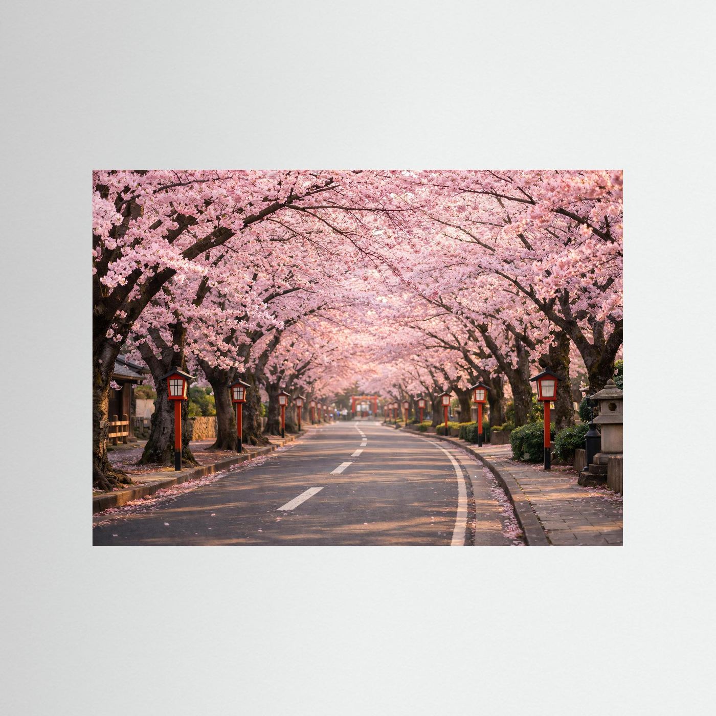 Kirschblütenallee-Panorama-Poster ohne Rahmen, rosa Kirschblüten über der Straße im Frühjahr.