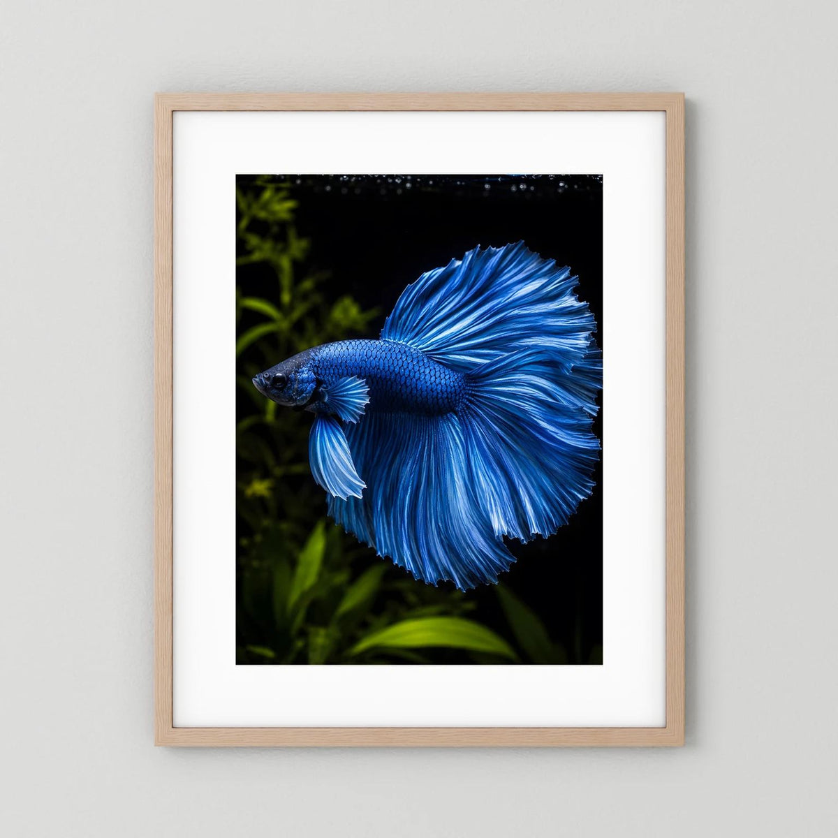 Wandposter mit blauem Kampffisch im Porträt, helle Holzumrandung mit weißem Rand