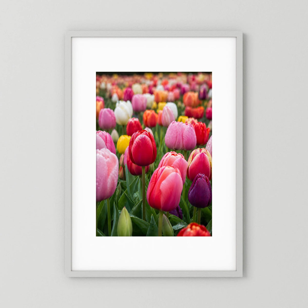 Hochformatiges Blumenposter: buntes Tulpenfeld mit rosa, roten, gelben und weißen Tulpen im Vordergrund.